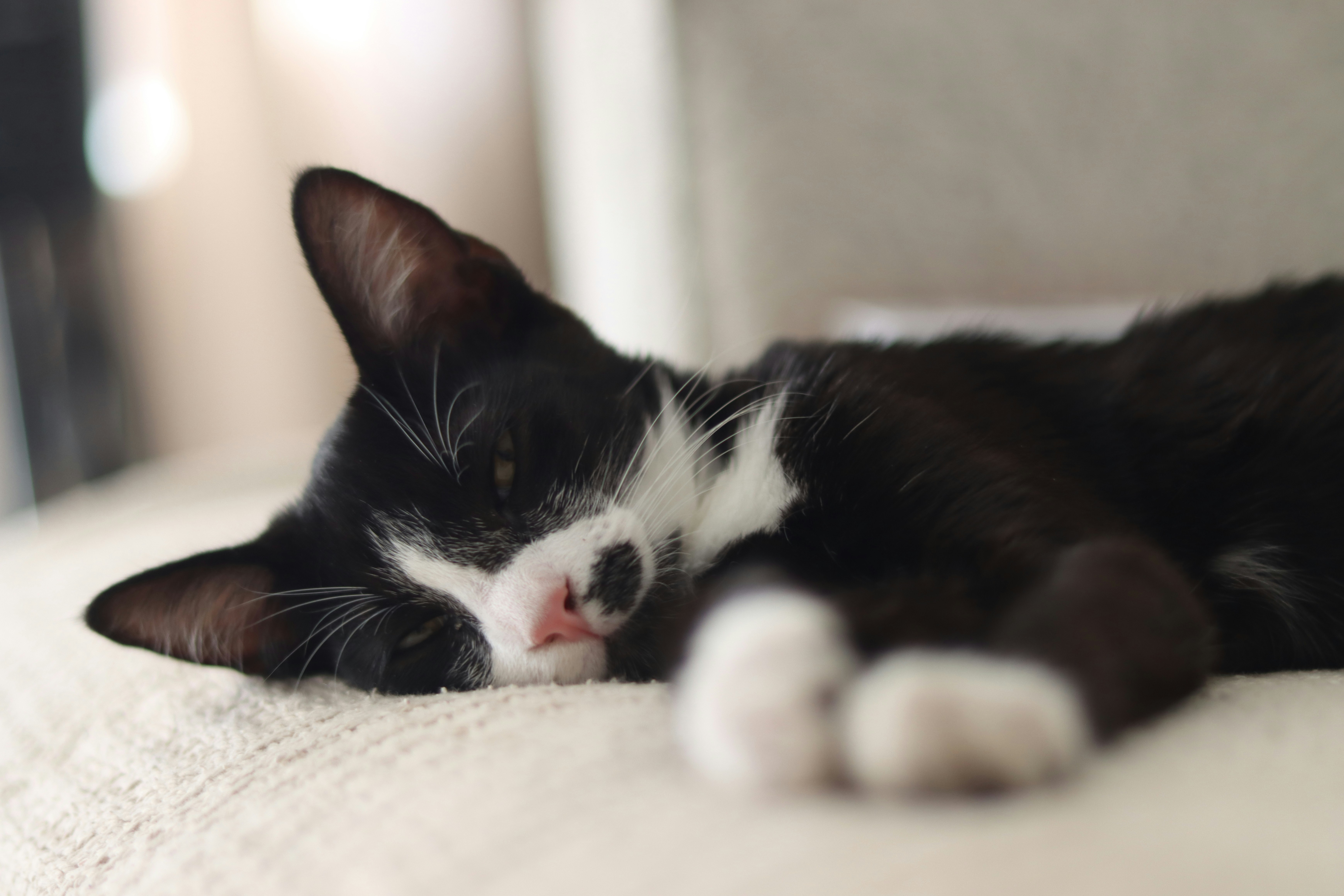 Photo by lisakvictor