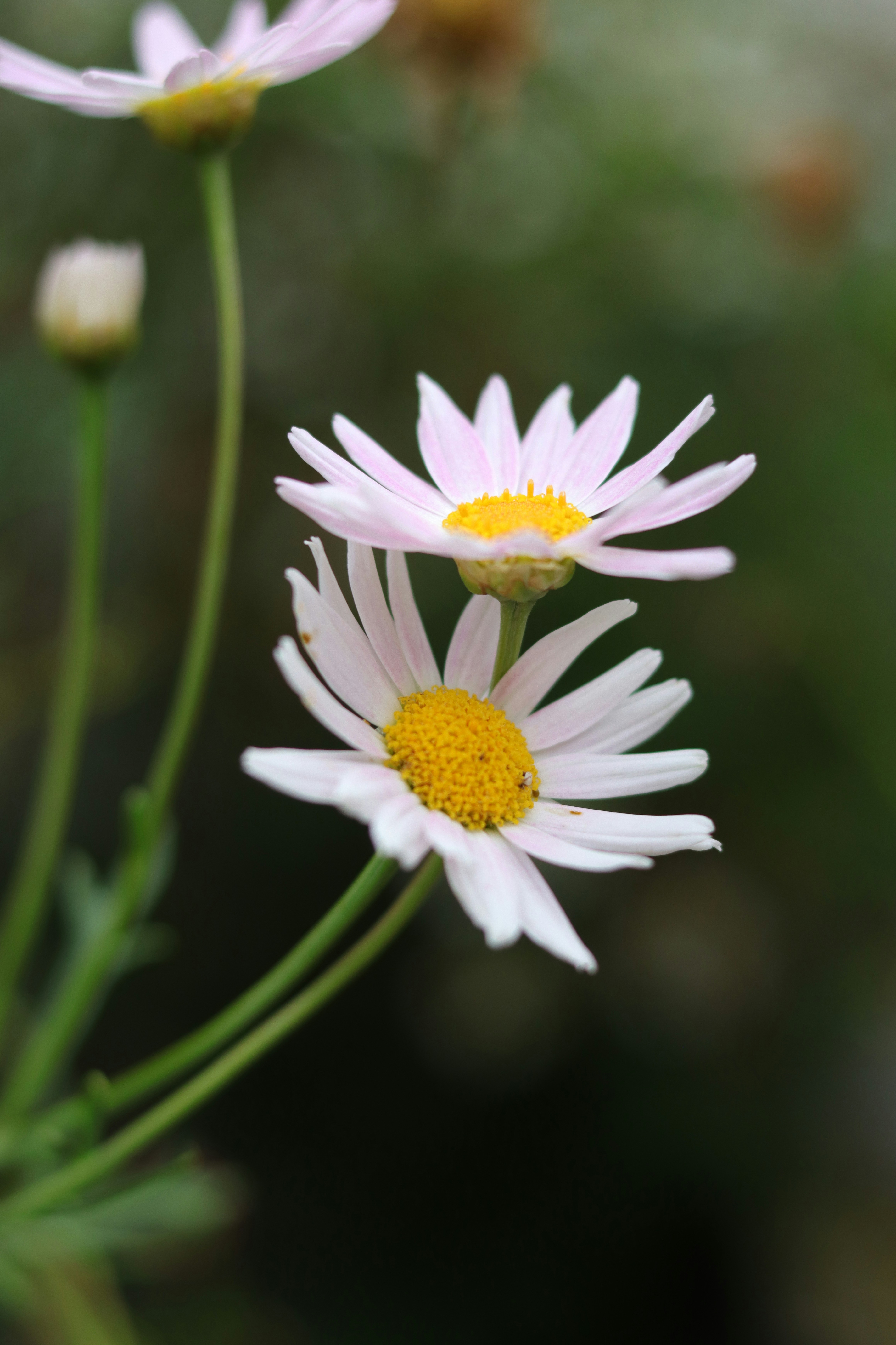 Photo by lisakvictor