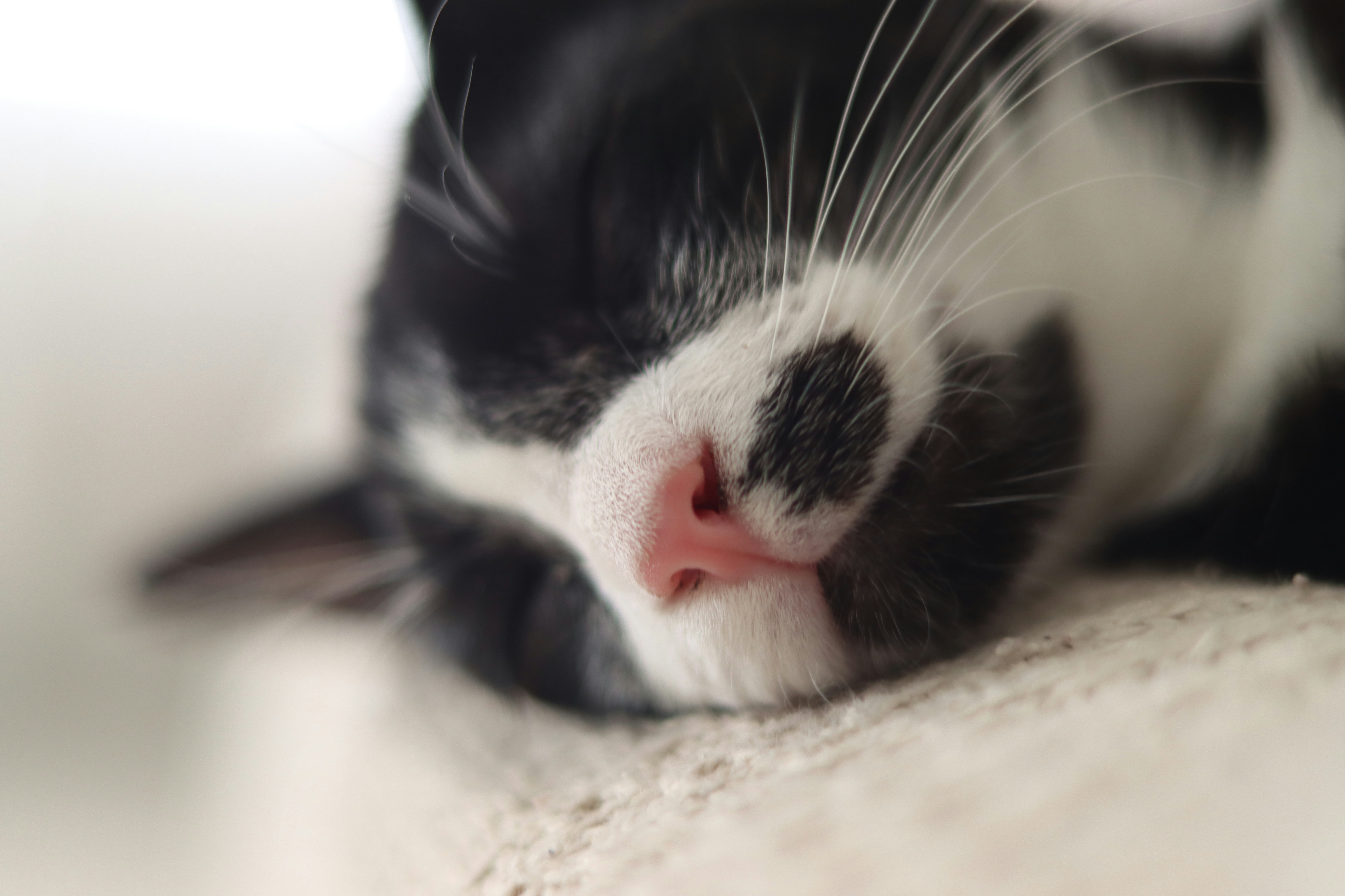 Photo by lisakvictor