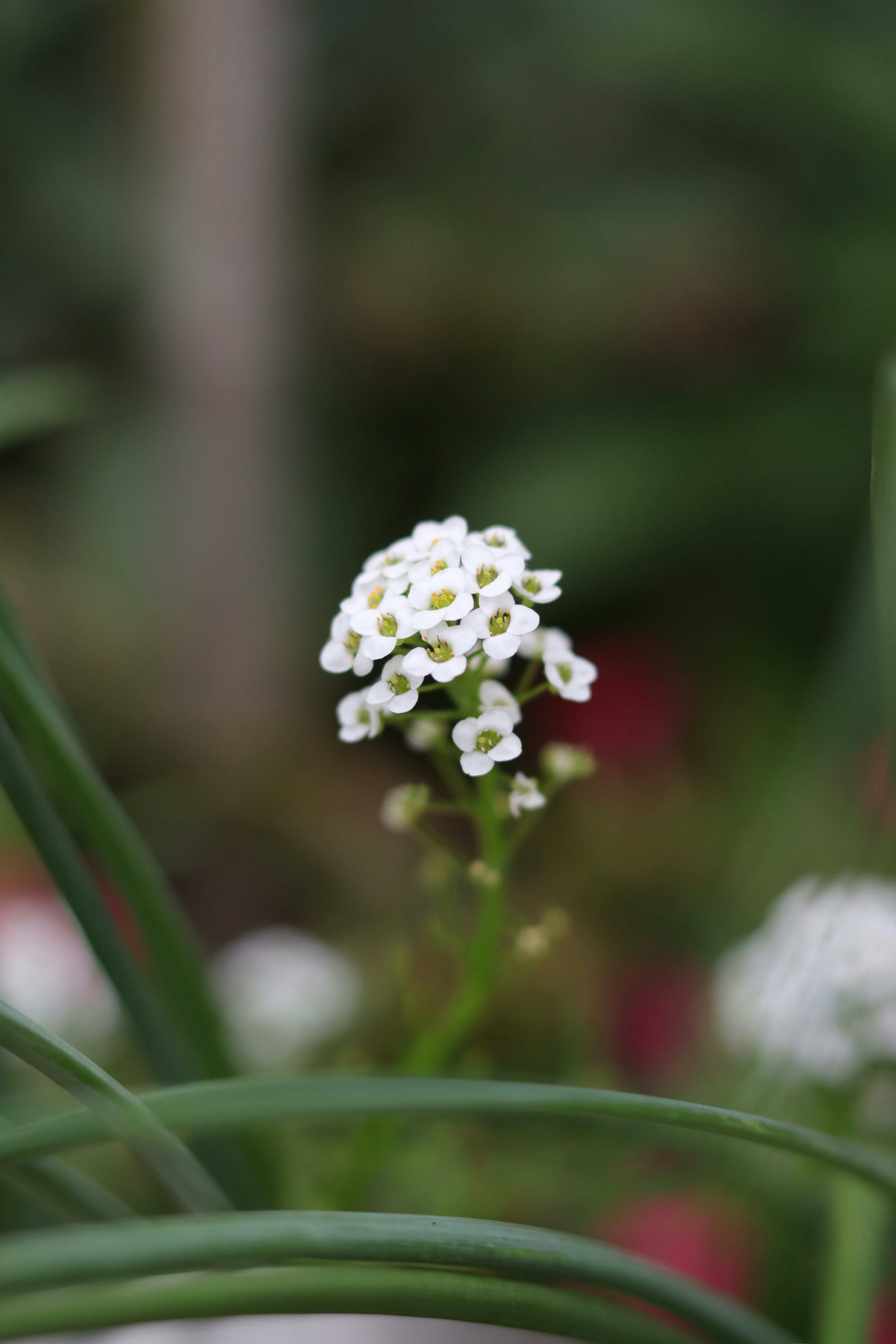 Photo by lisakvictor