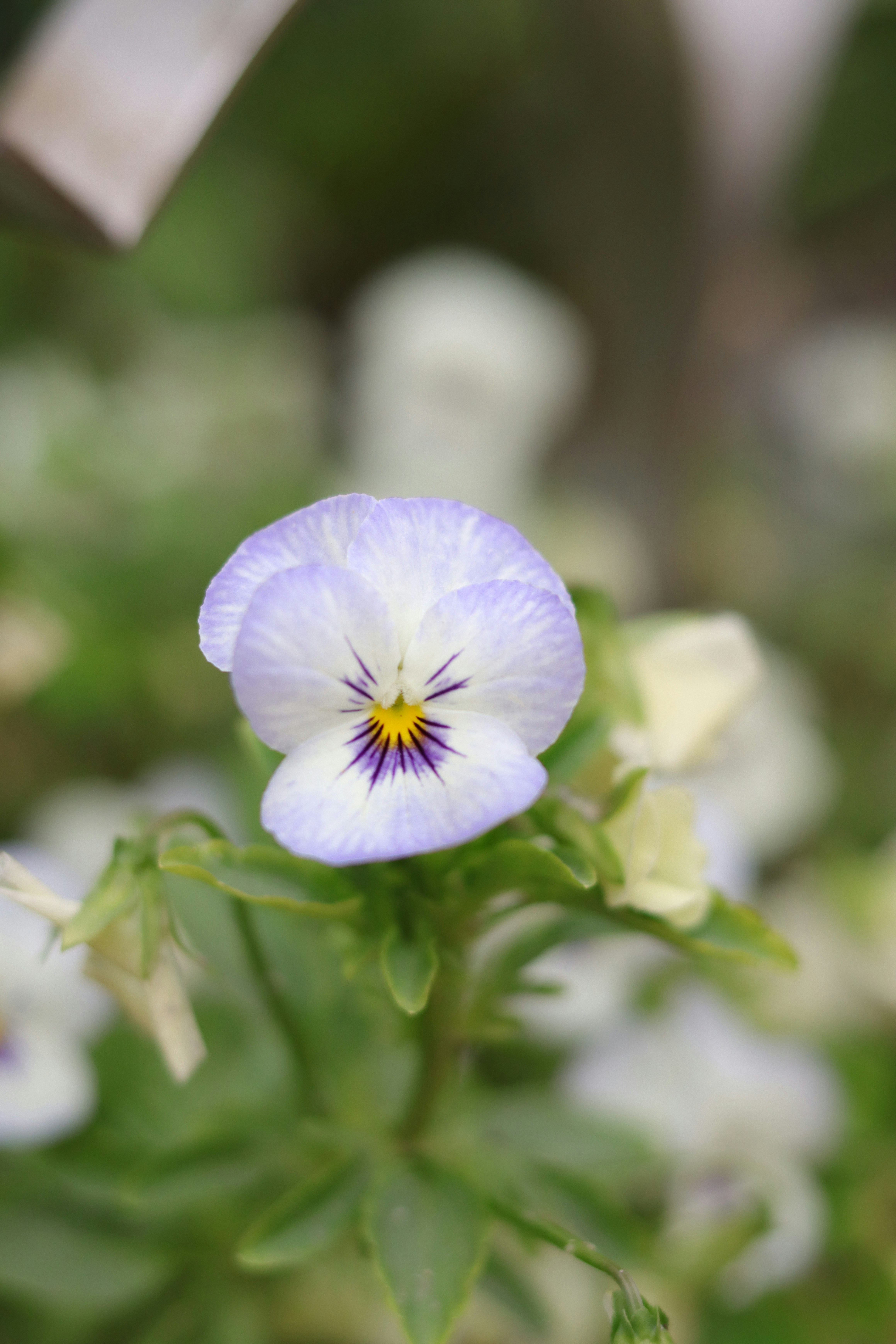 Photo by lisakvictor