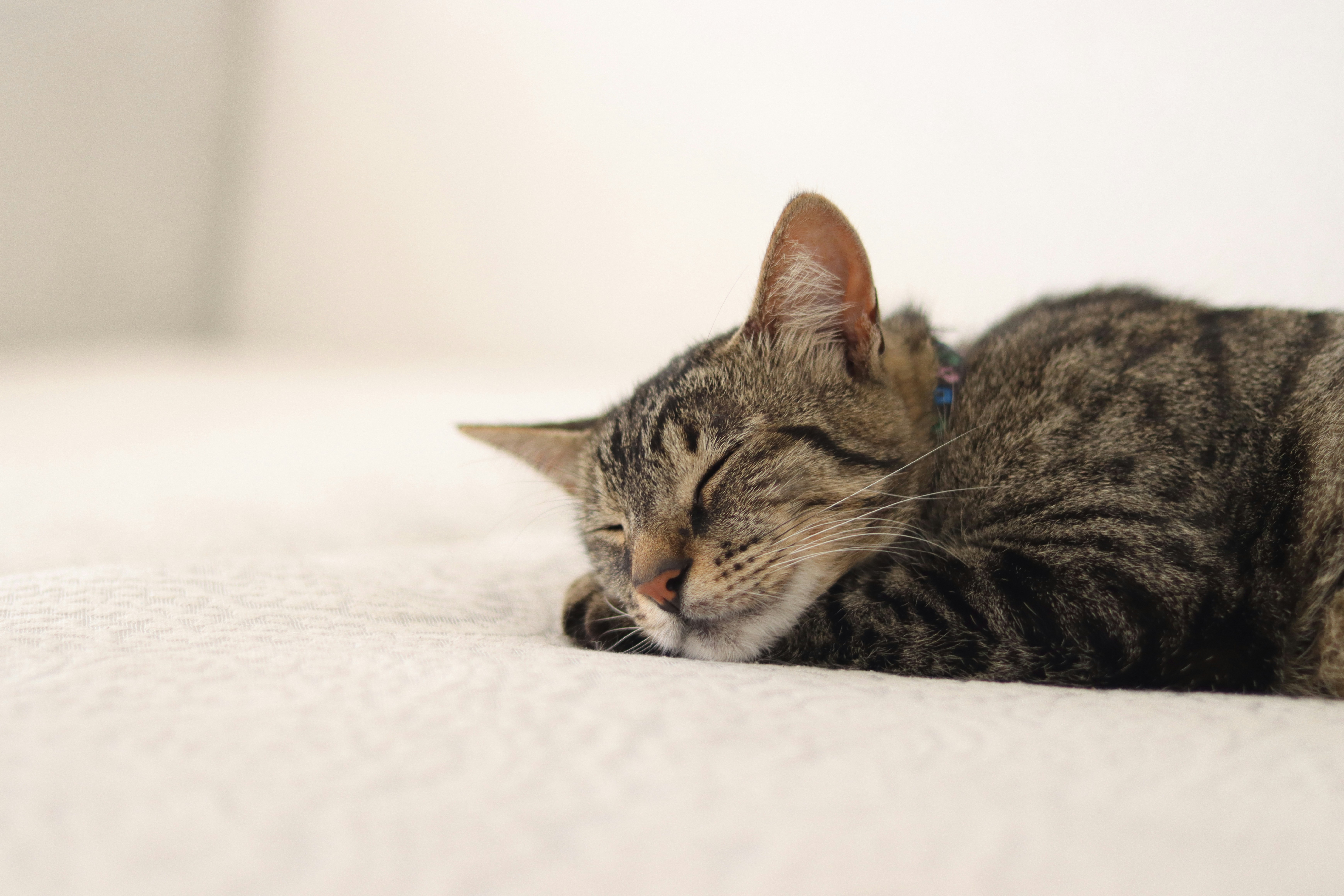 Photo by lisakvictor