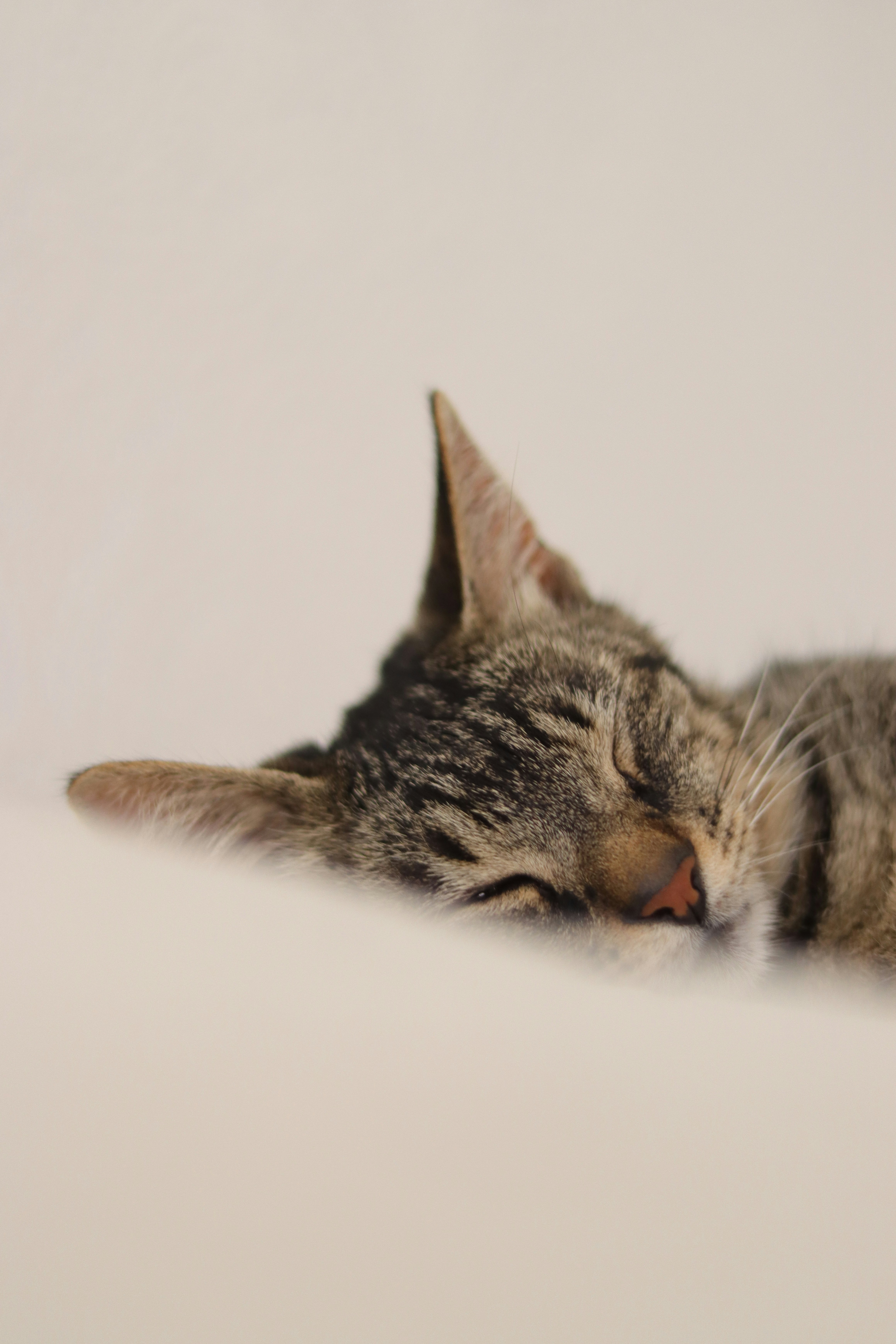 Photo by lisakvictor