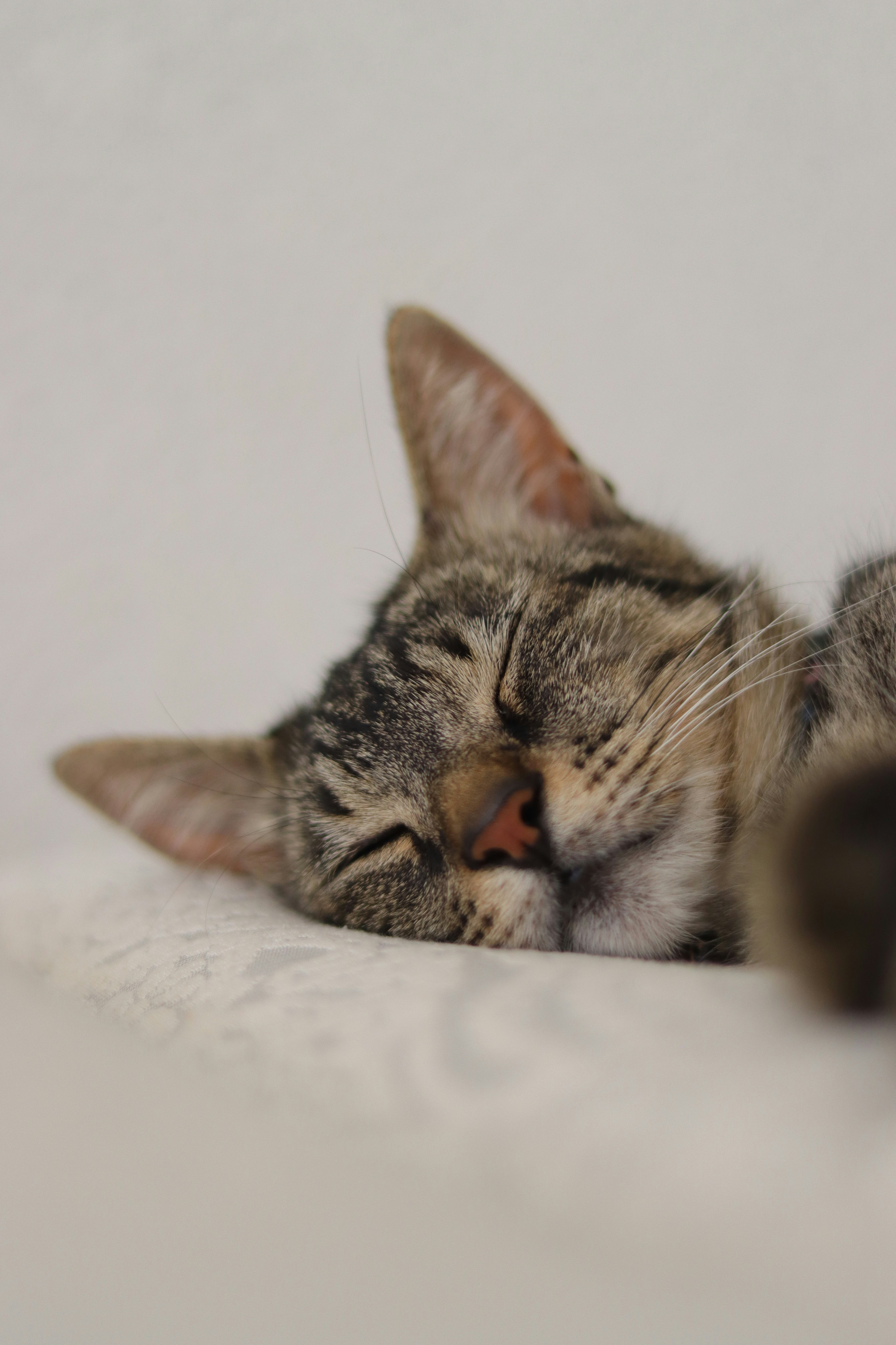 Photo by lisakvictor