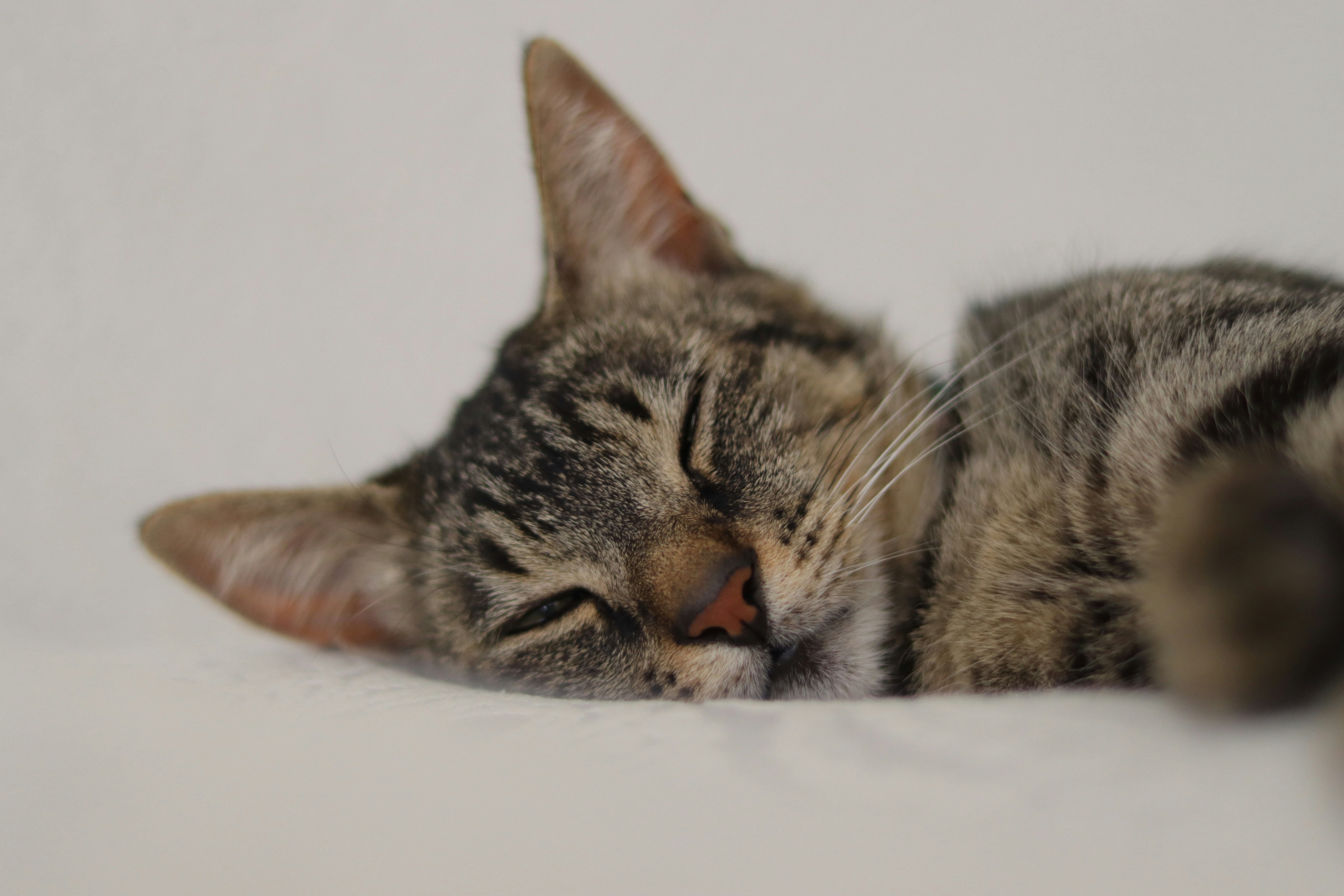 Photo by lisakvictor