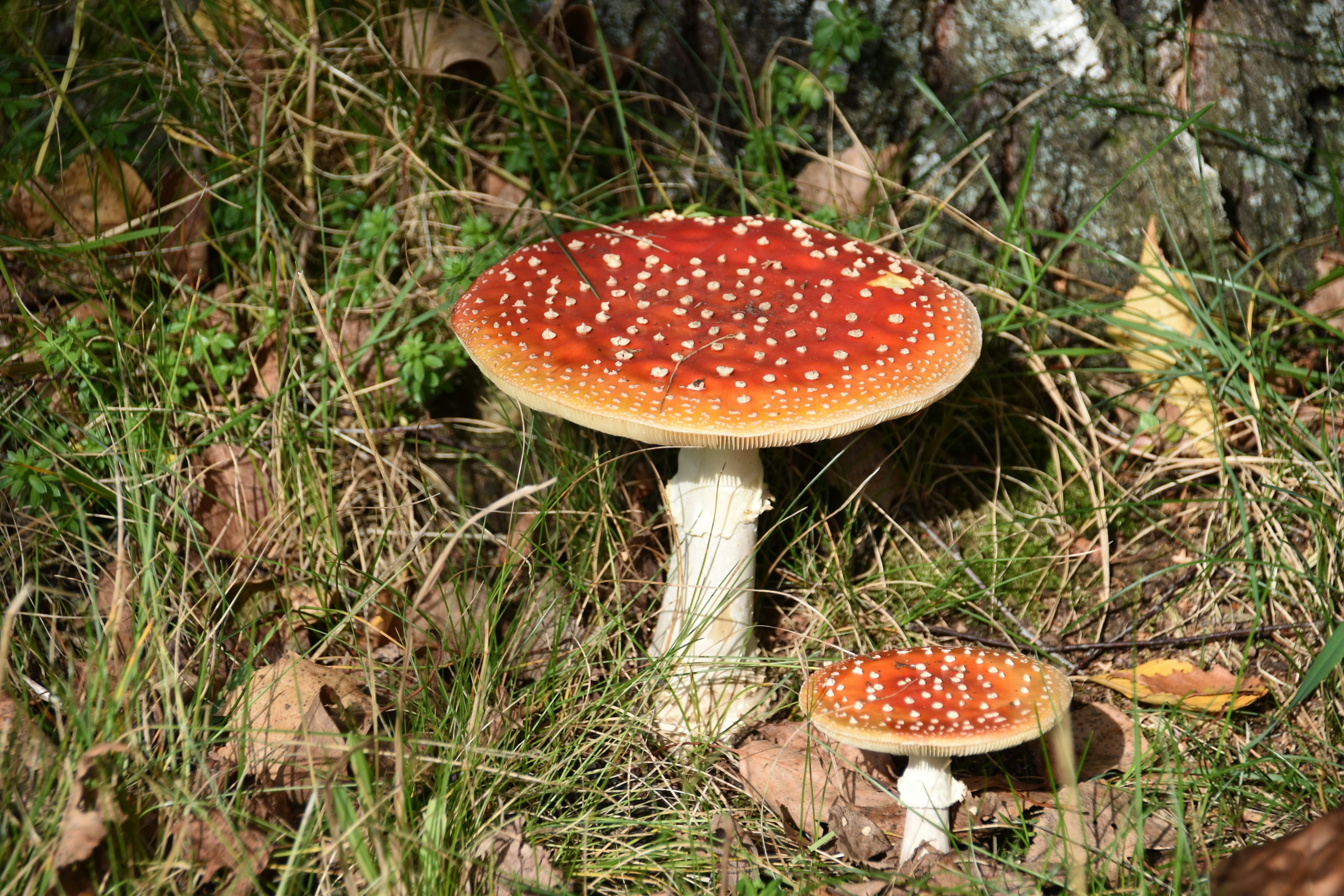 A couple of mushrooms that are in the grass
