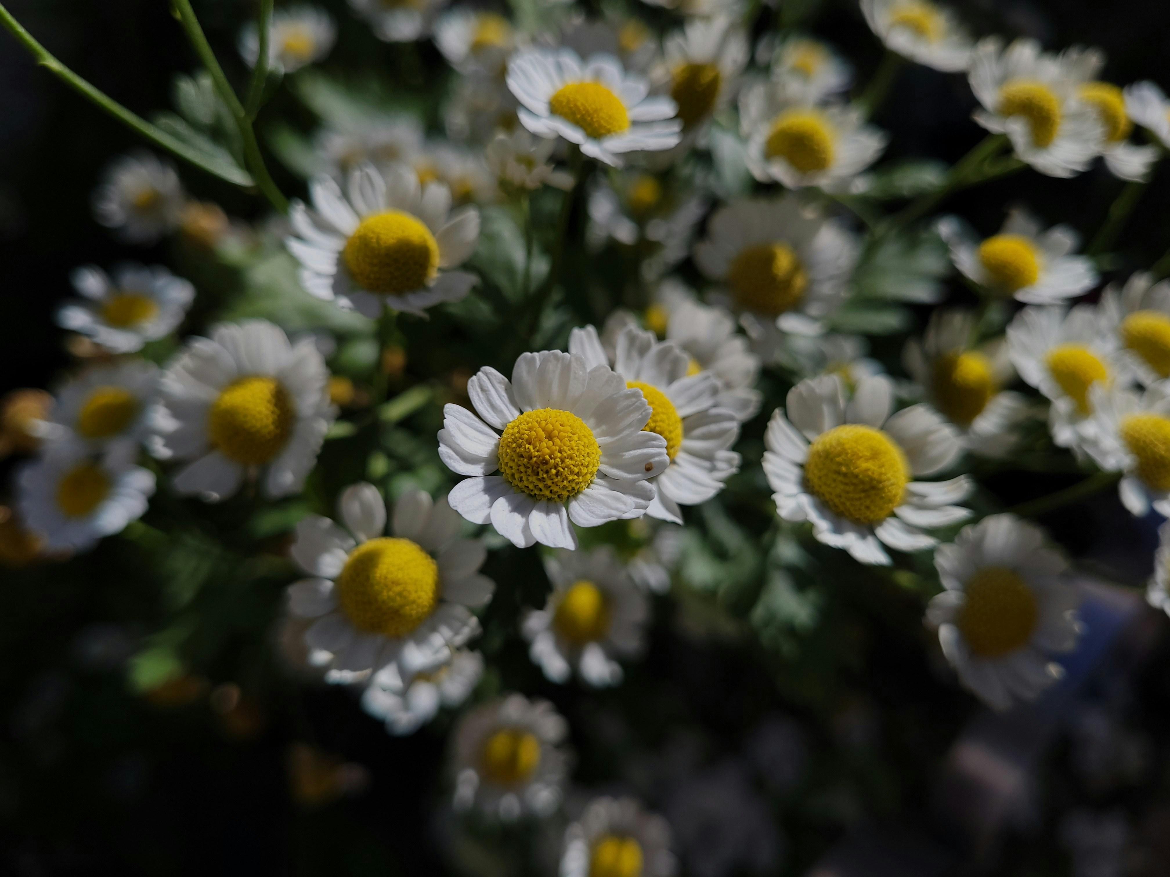 Photo by lisakvictor