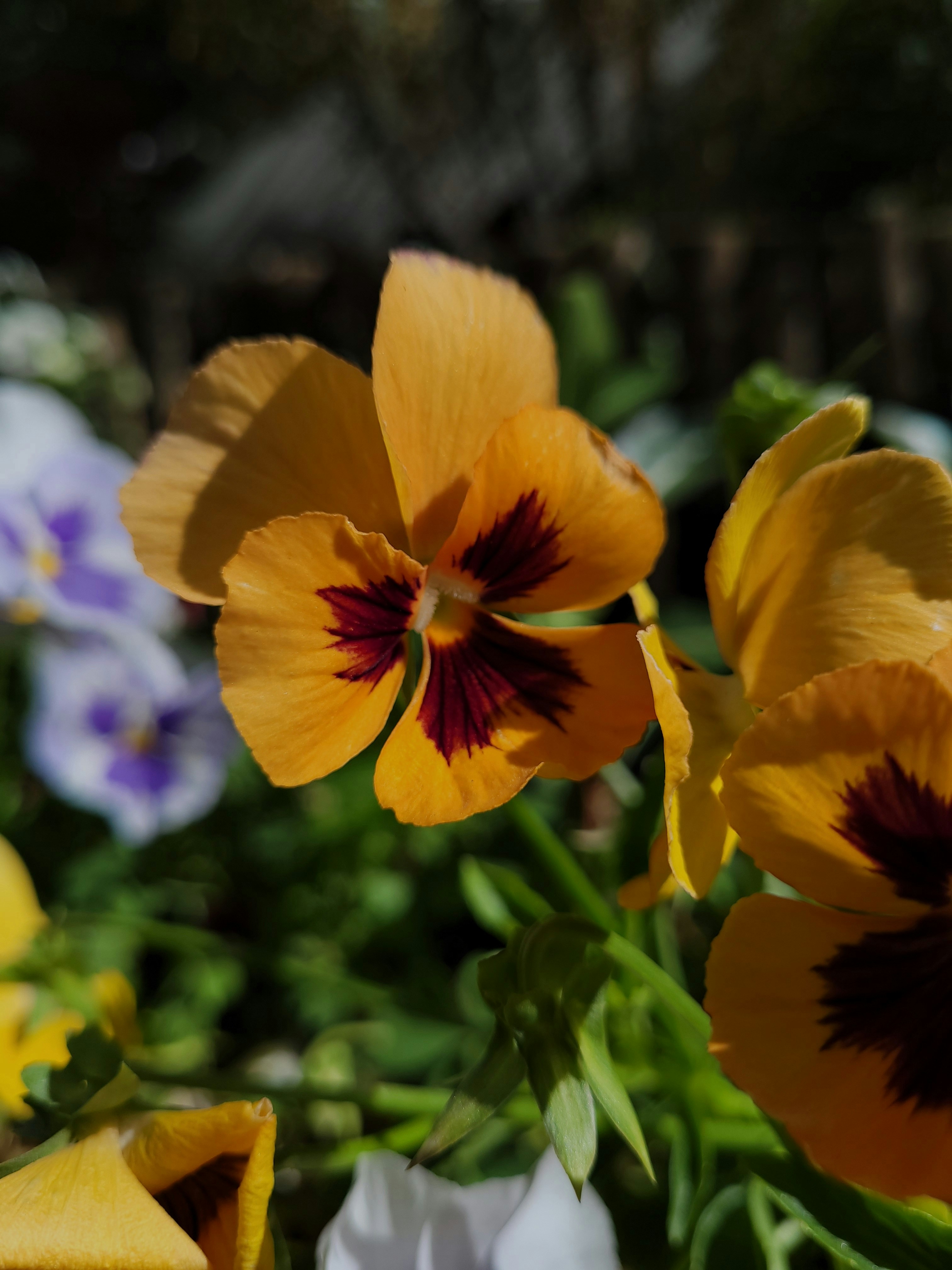 Photo by lisakvictor