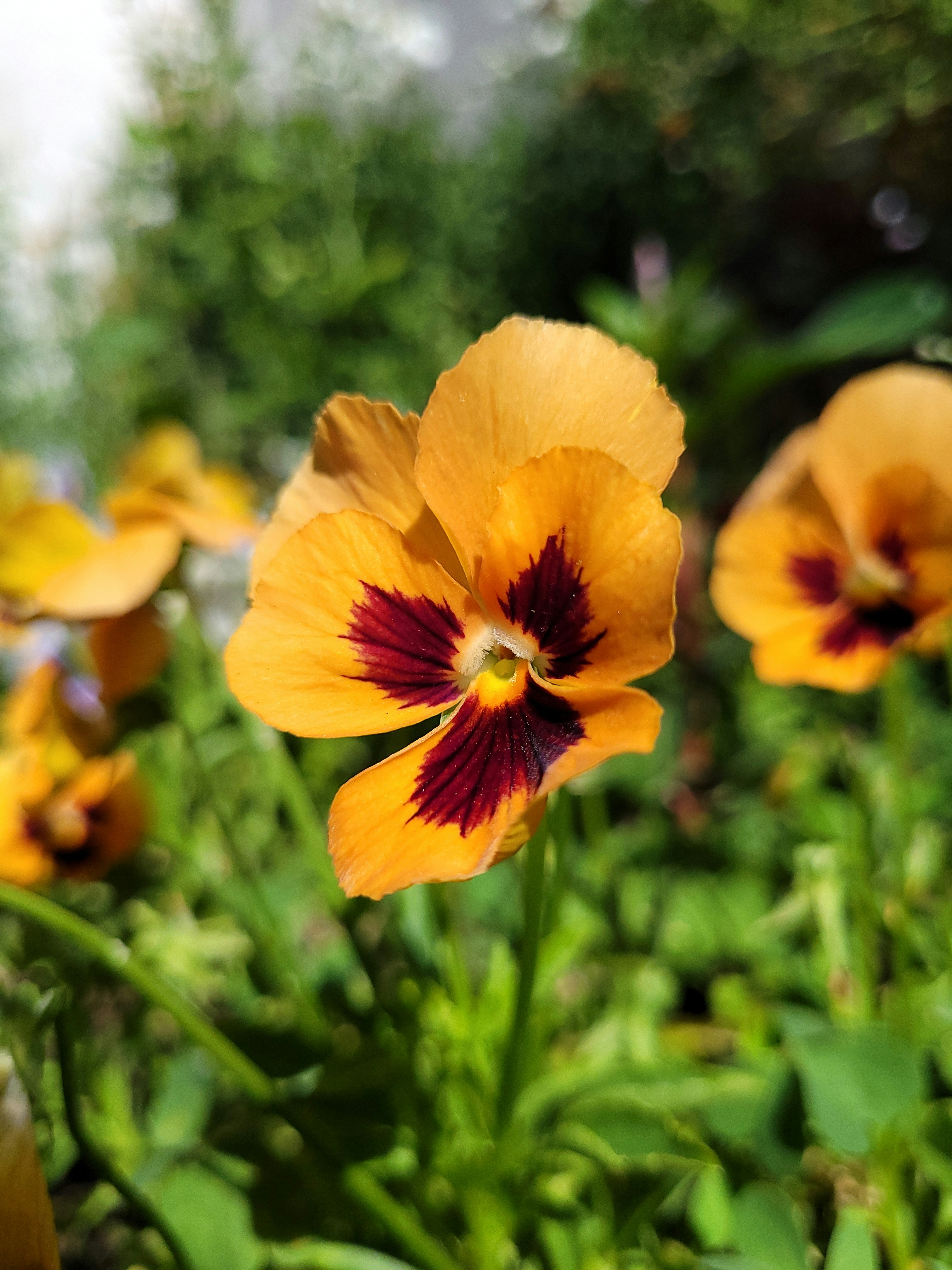 Photo by lisakvictor