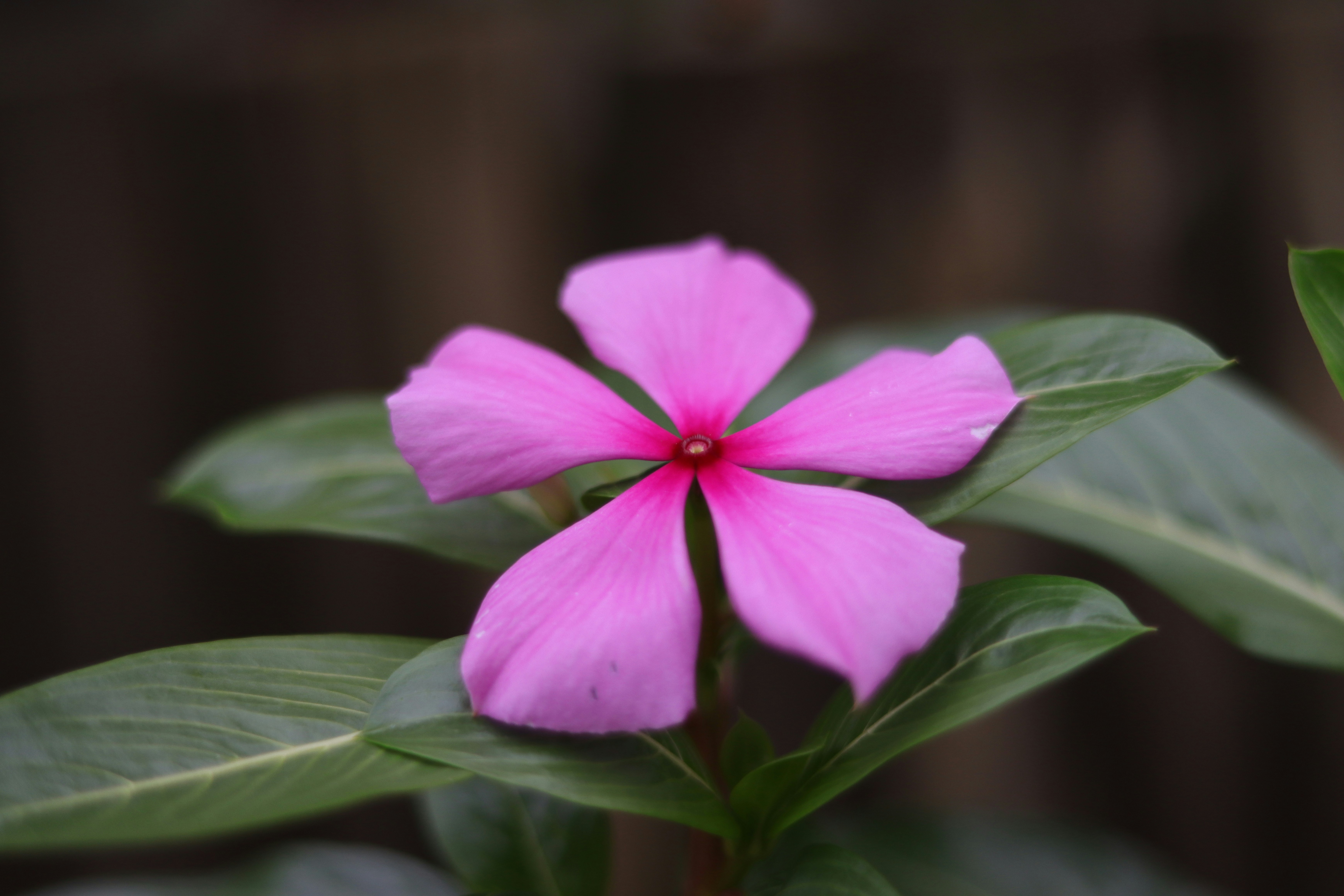 Photo by lisakvictor