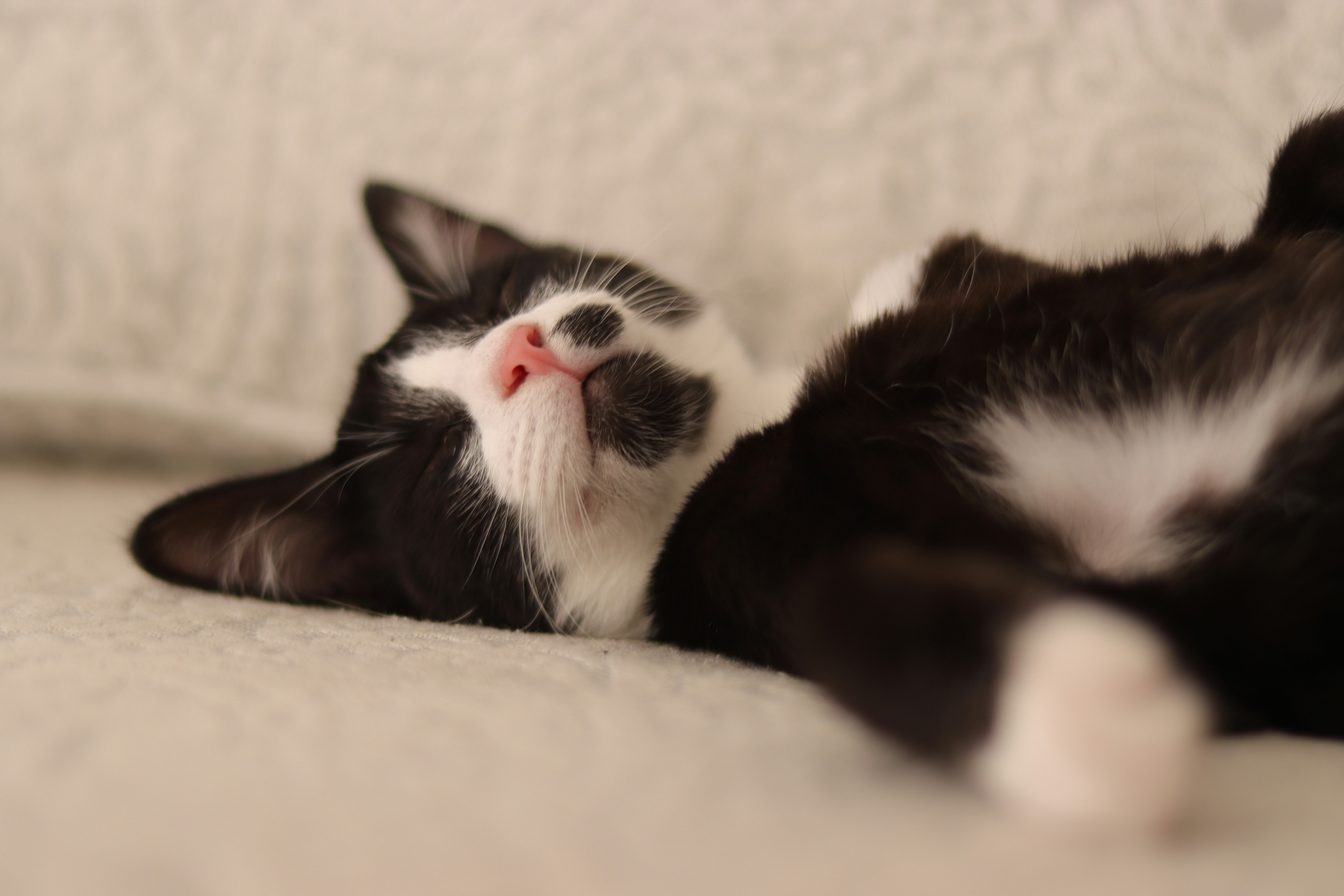 Photo by lisakvictor