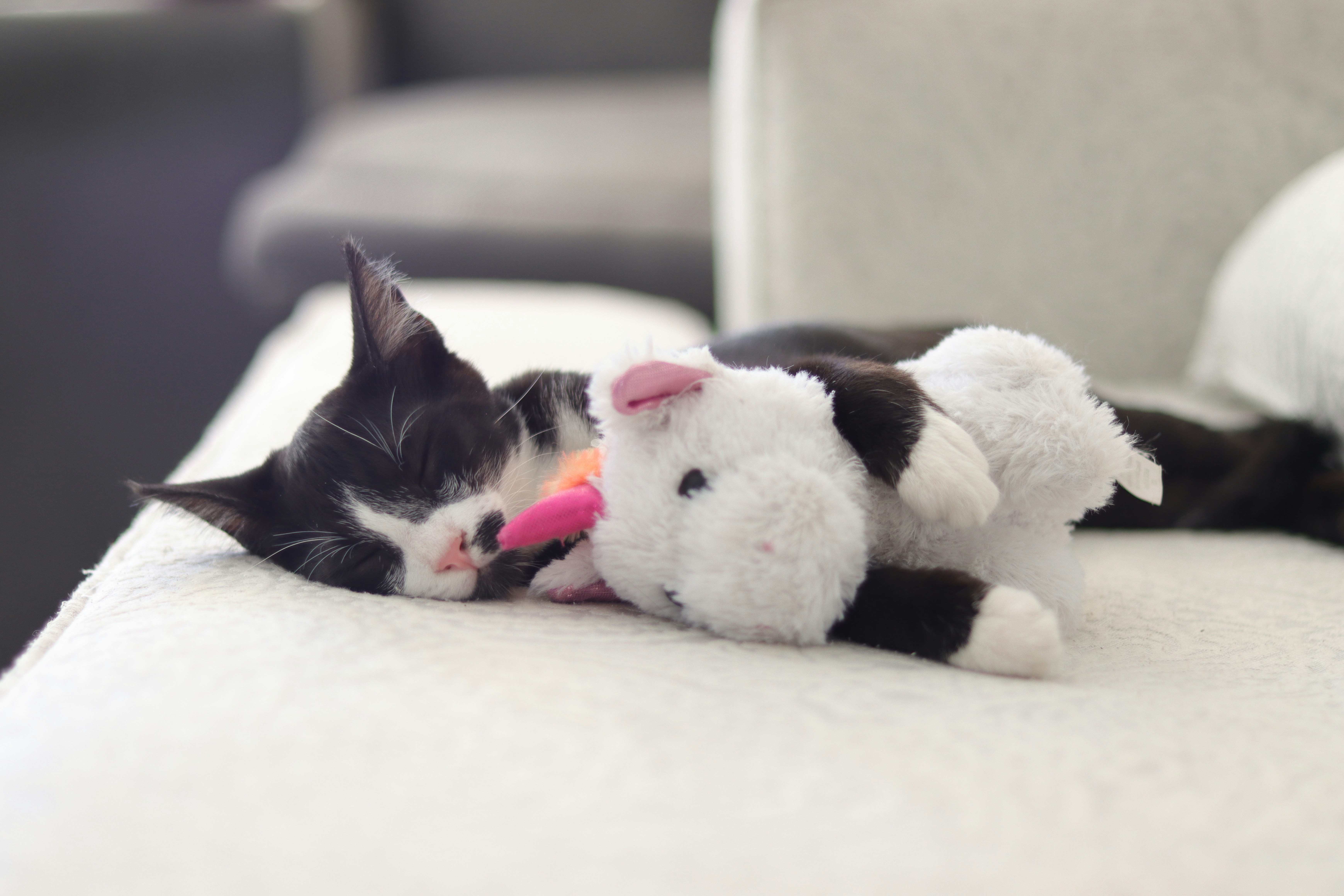 A cat laying on a couch with a stuffed animal
