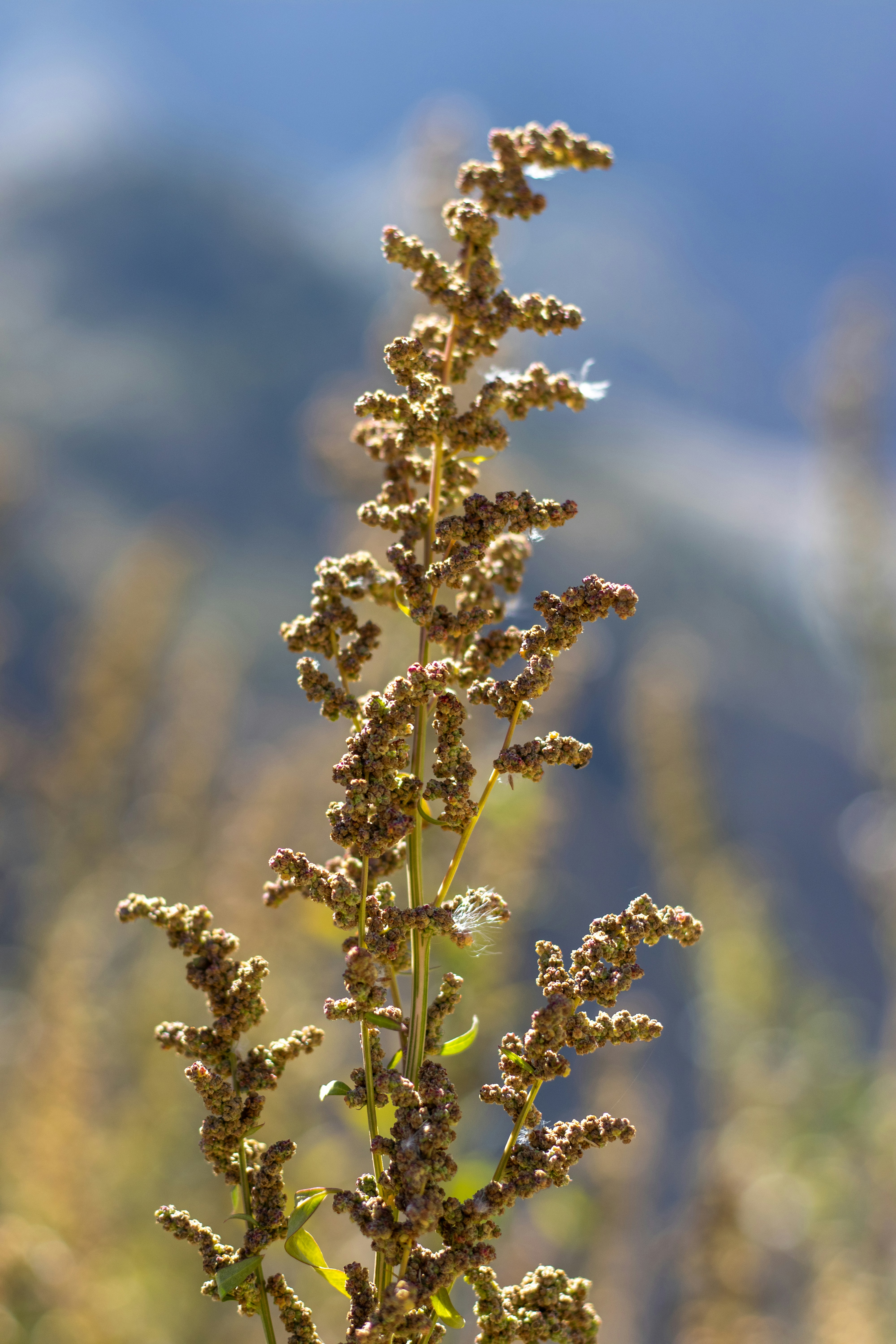 A close up of a plant with a mountain in the background