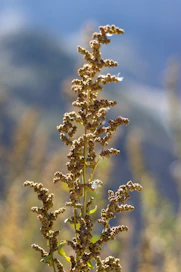 A close up of a plant with a mountain in the background