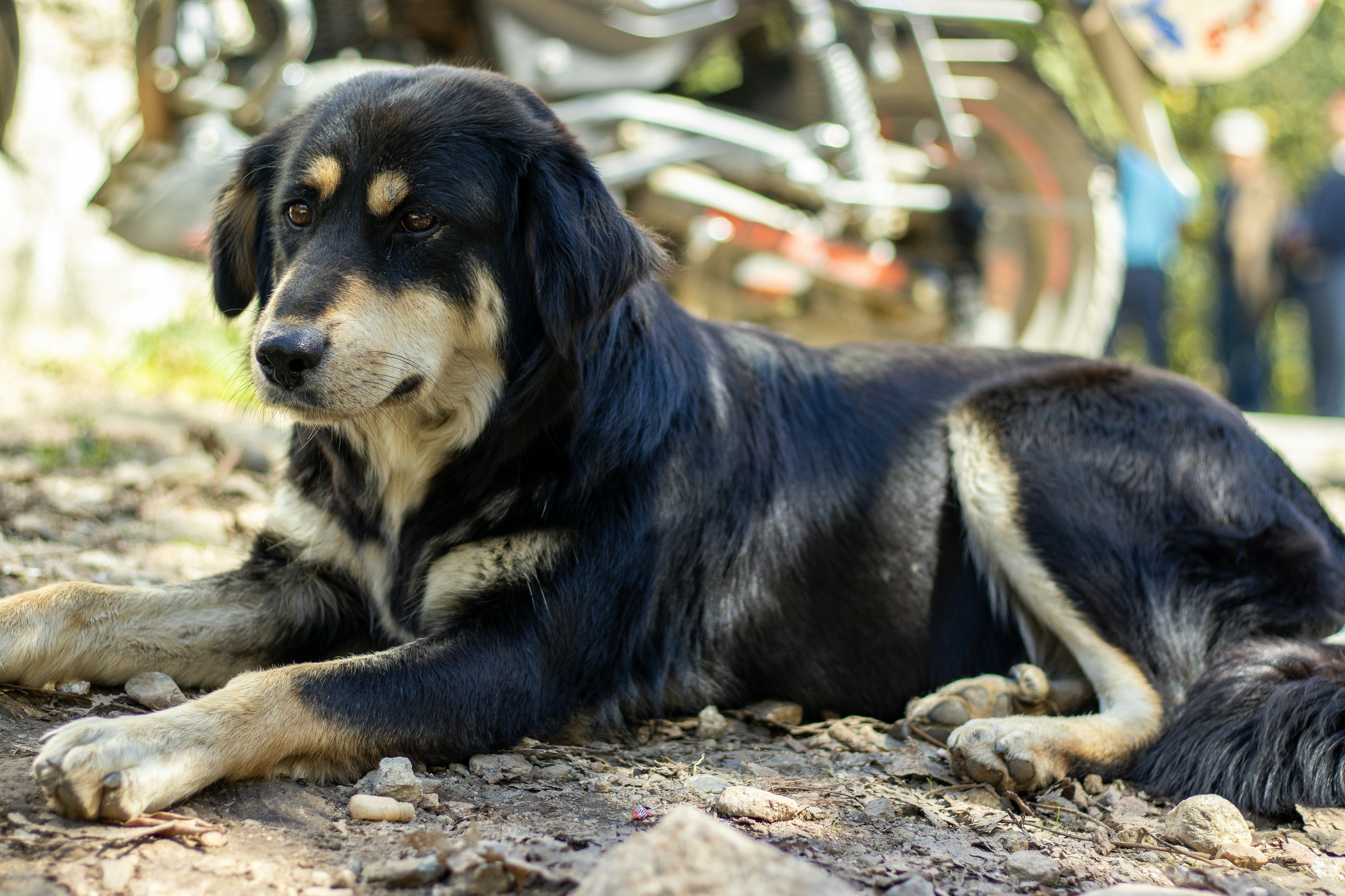 A dog laying on the ground next to a motorcycle
