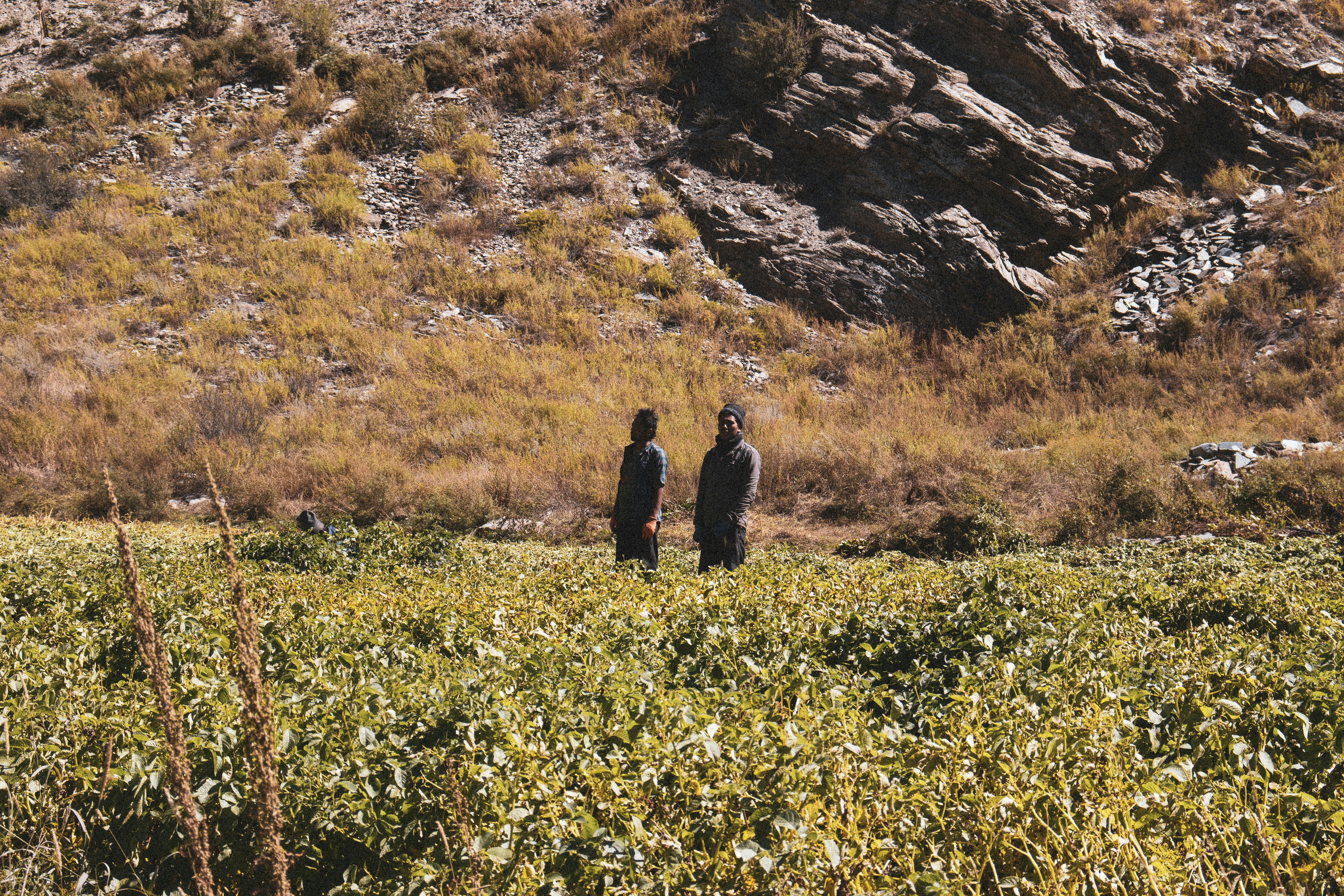A couple of birds standing on top of a lush green field