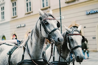 A couple of white horses standing next to each other