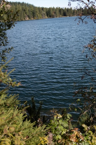 A body of water surrounded by trees and bushes