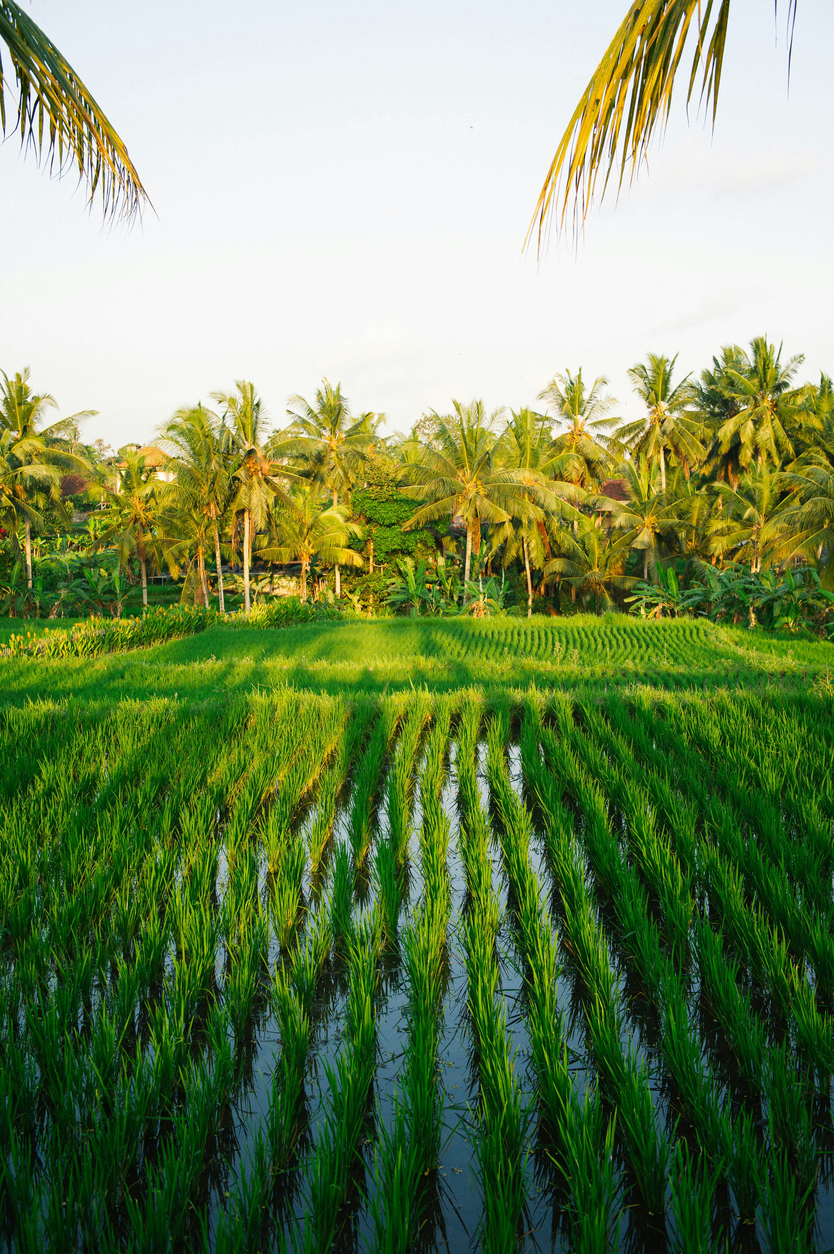 gray computer monitor