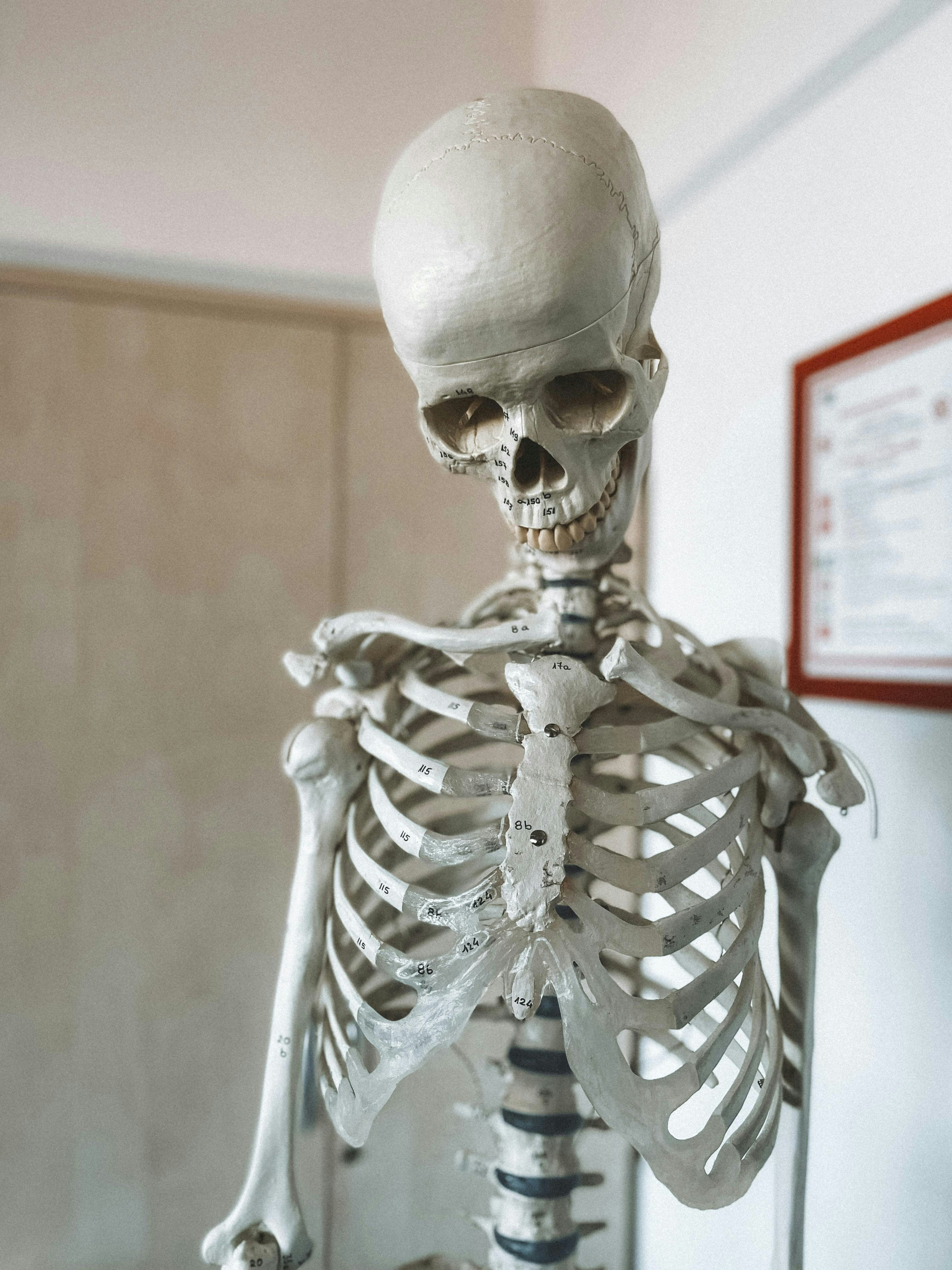 A skeleton sitting on a table in a room