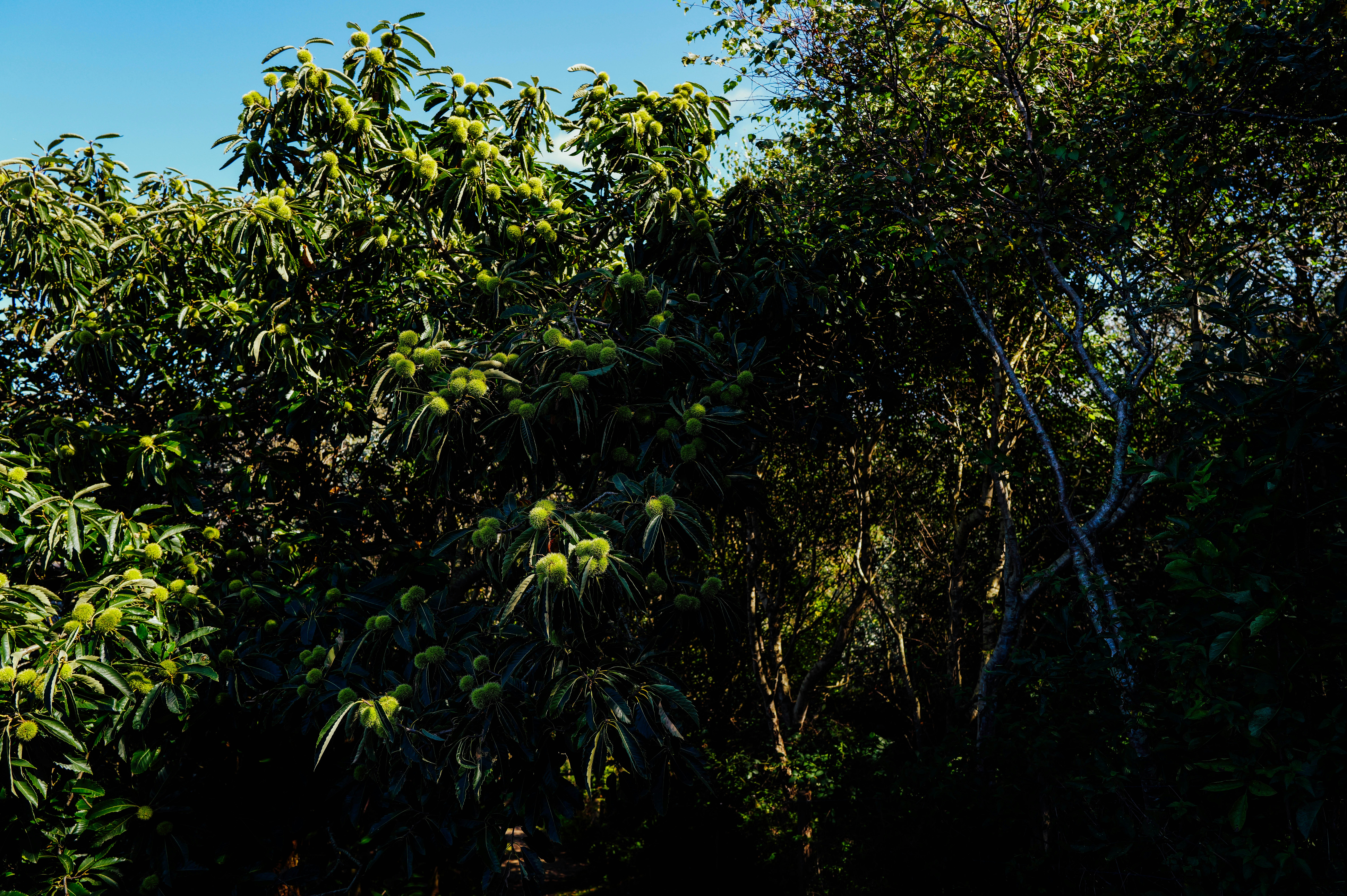 Photo by adrienolichon