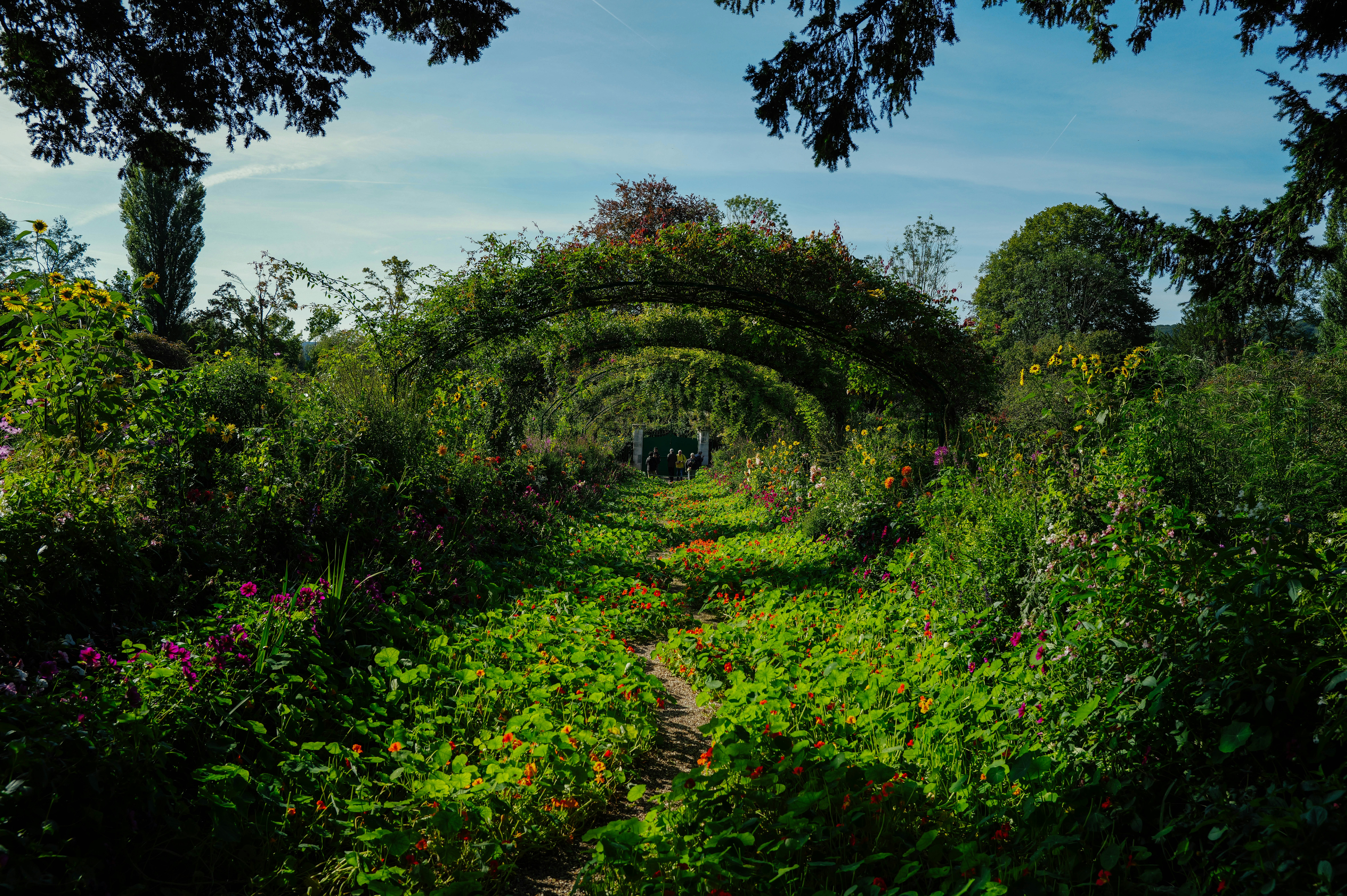 A lush green forest filled with lots of flowers