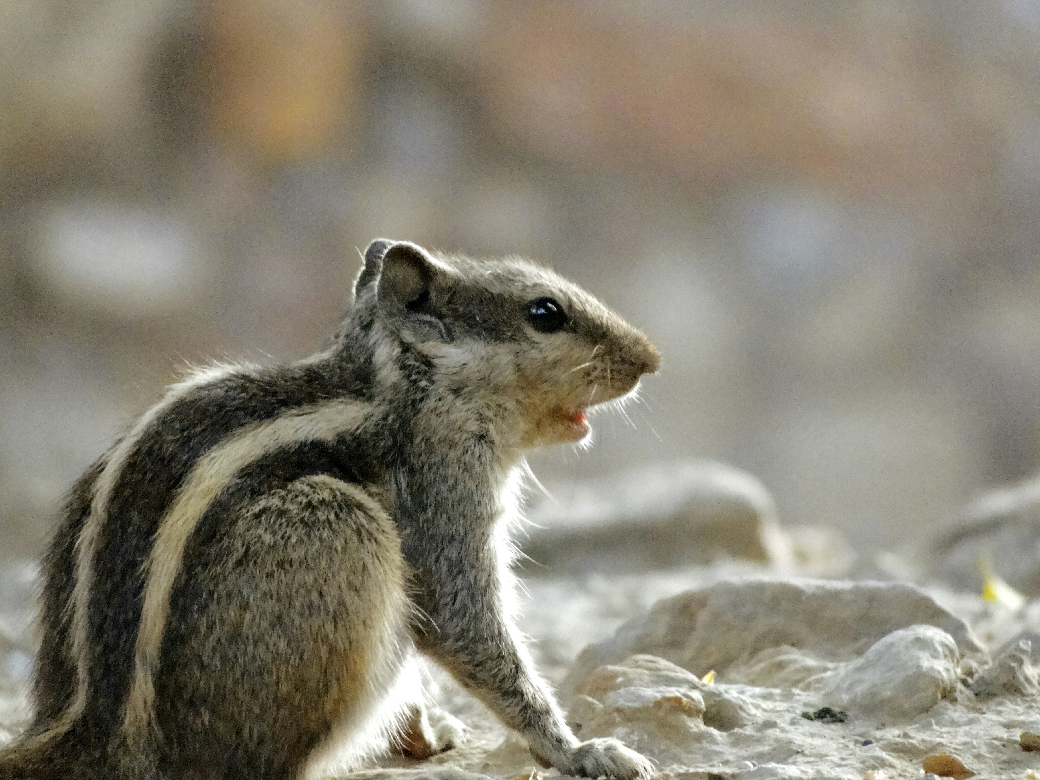 Photo by abhayrautela