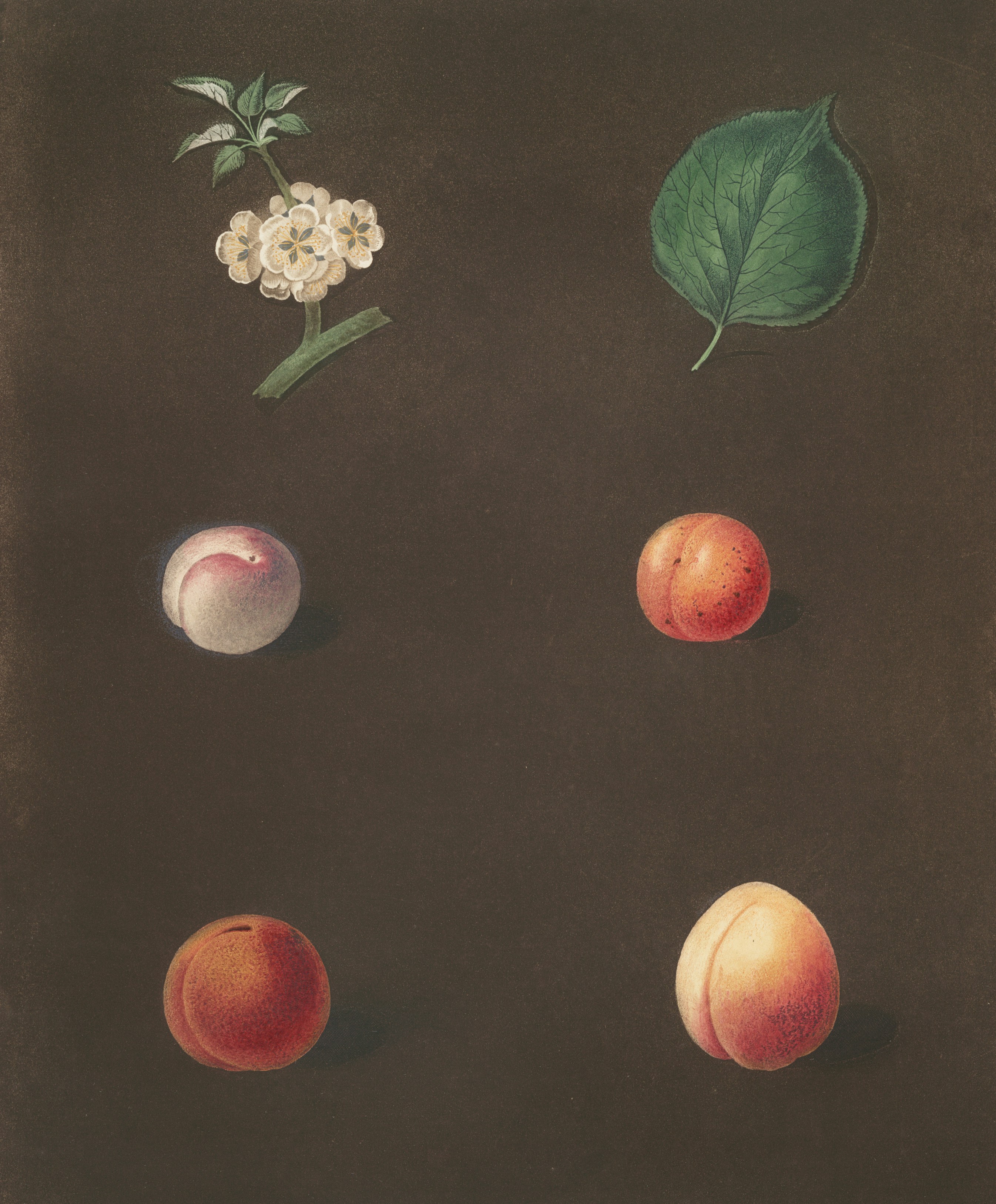 Botanical study of fruits and flowers on dark background