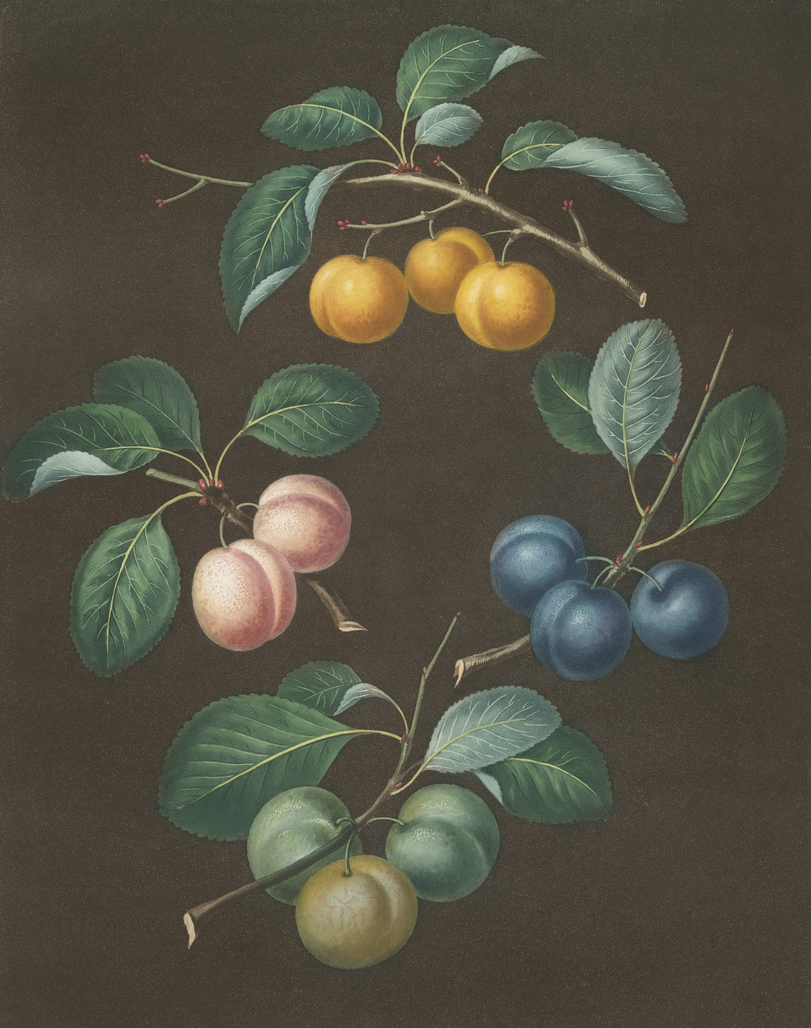 Four branches with different colored plums and leaves