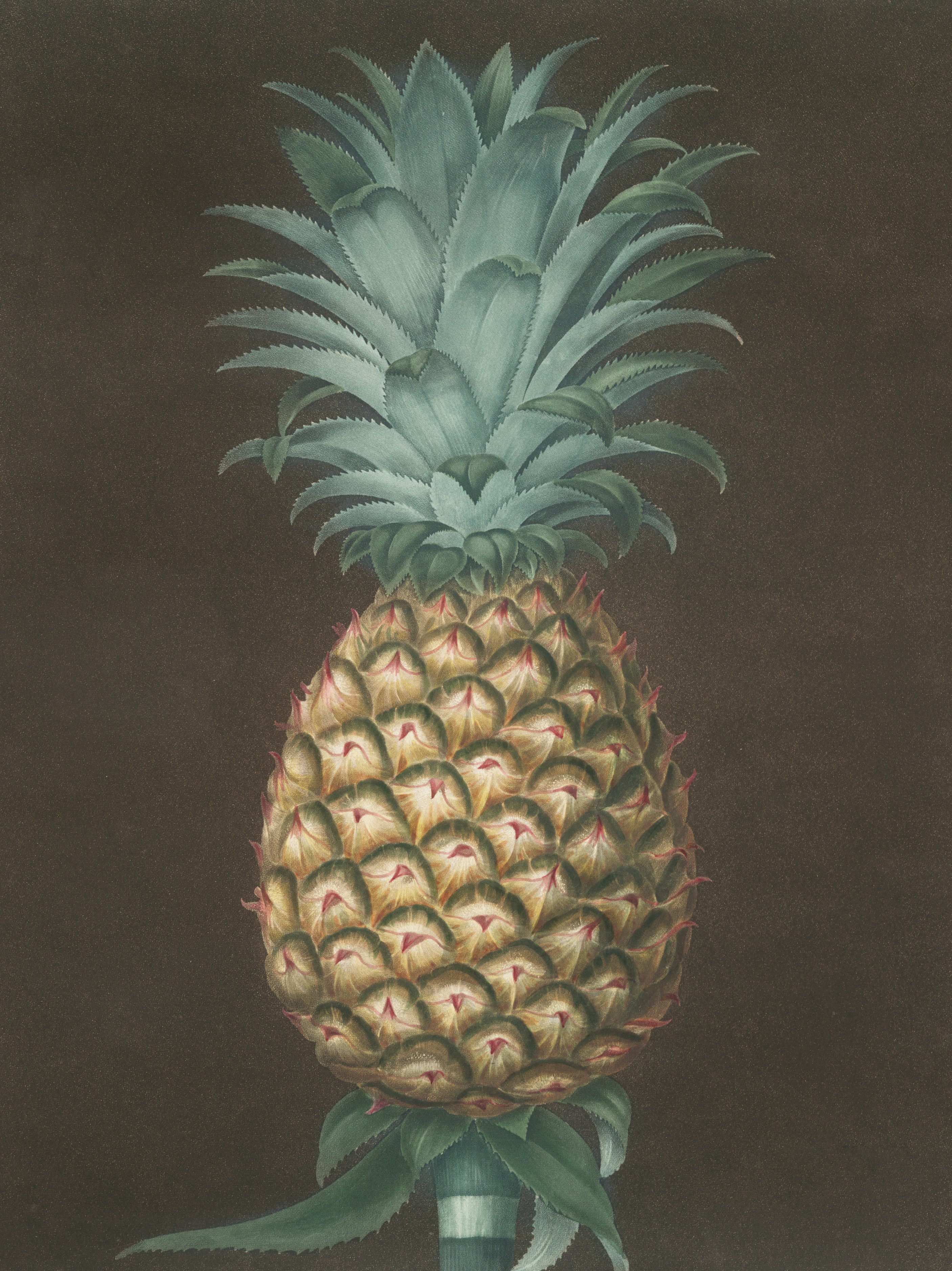 A single pineapple with a spiky green crown.