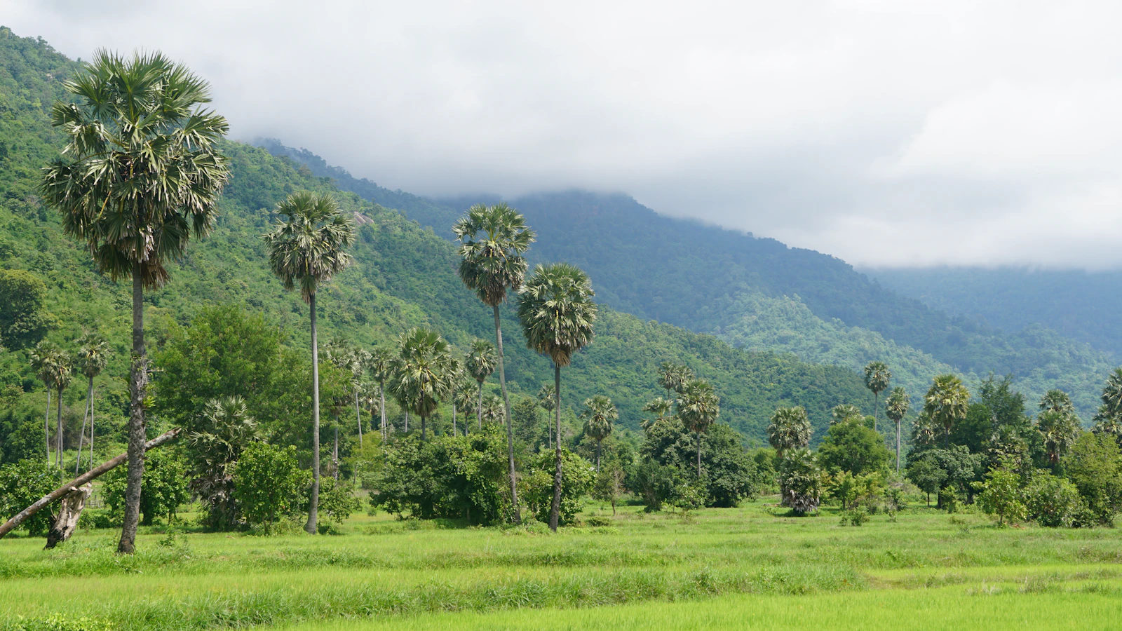 Camboya