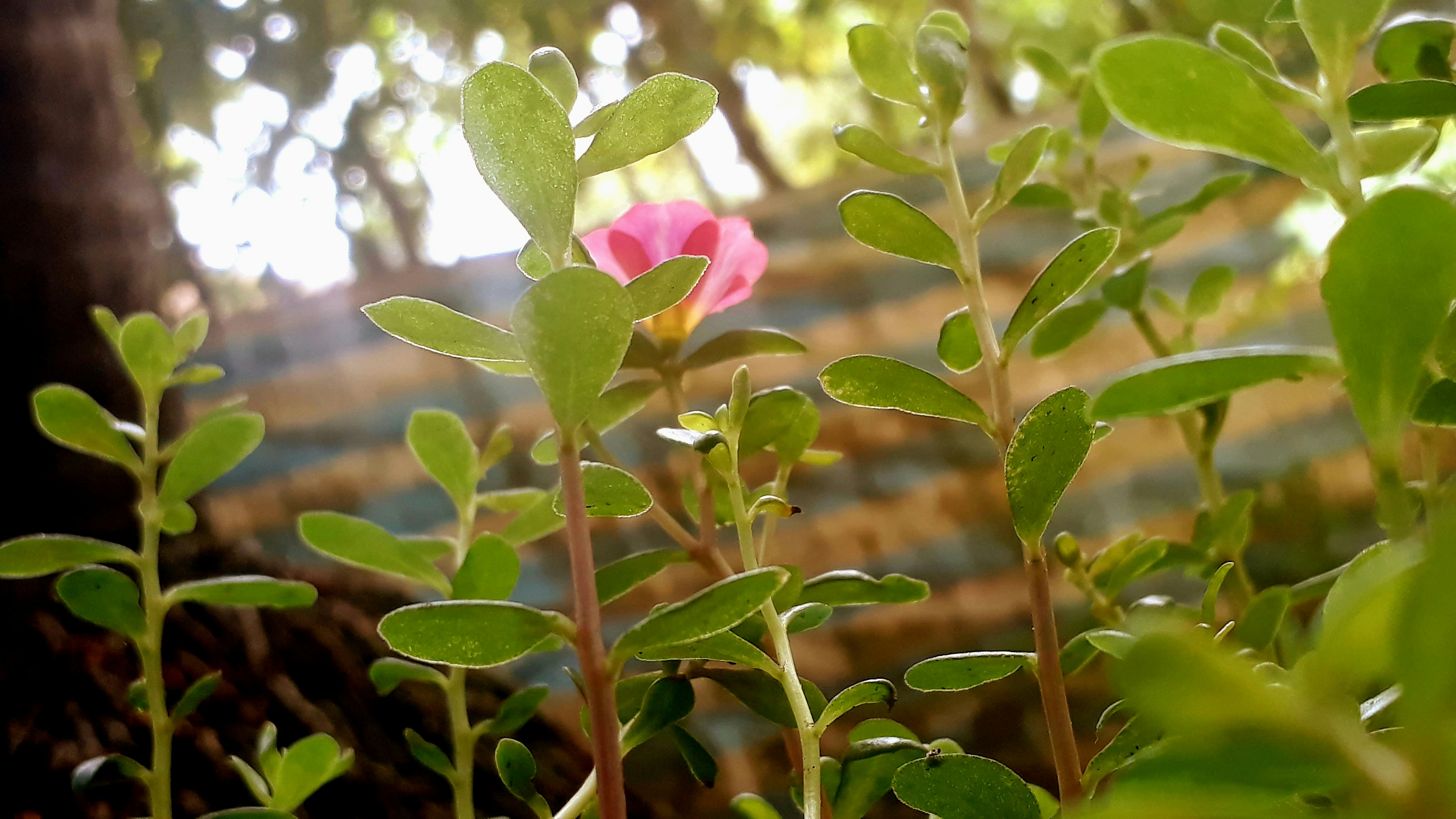 nature travel wallpaper, wallpaper, Composting on the Road: Best Methods for Travelers 4