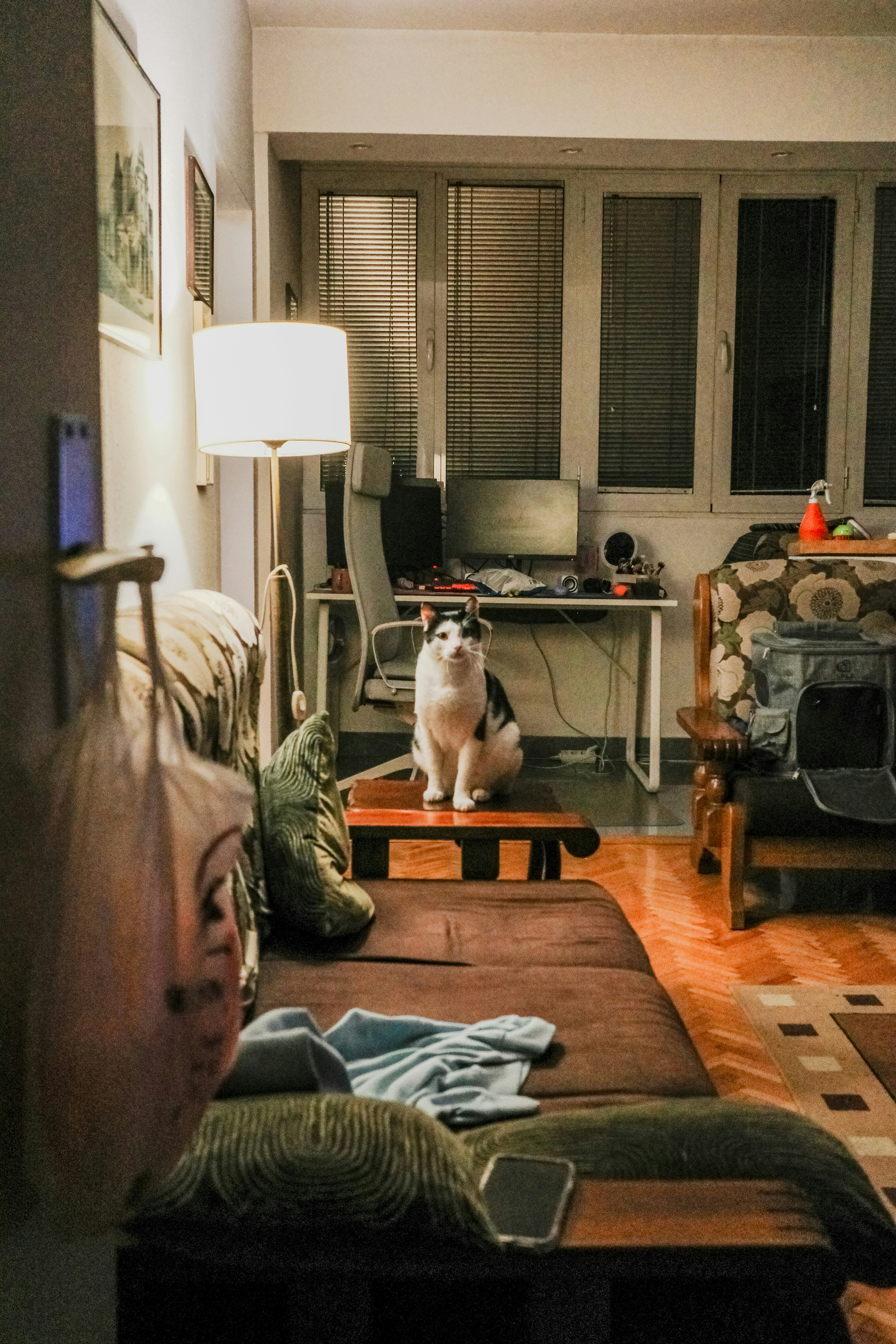 A living room with a dog sitting on the couch