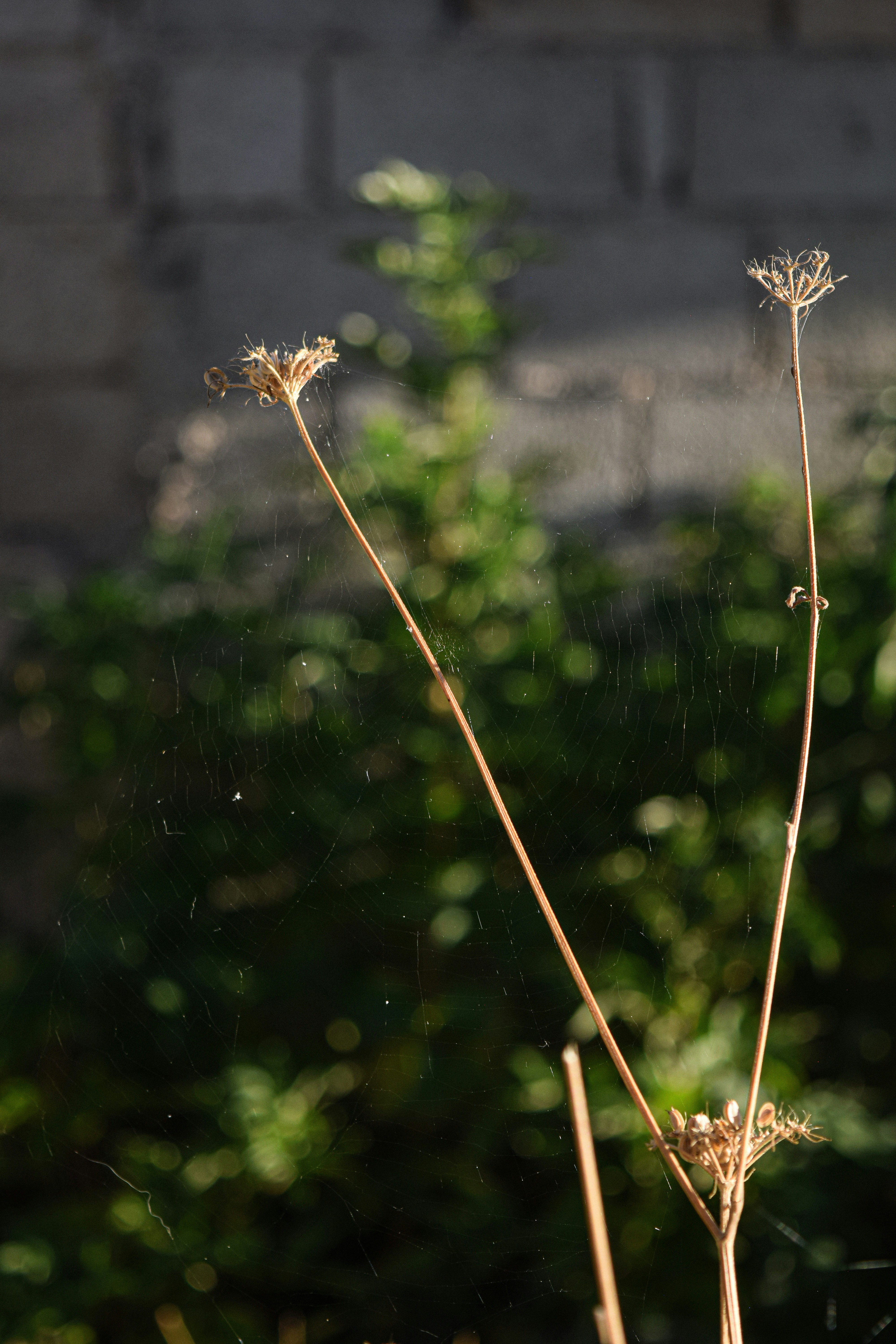 A close up of a plant with a brick wall in the background