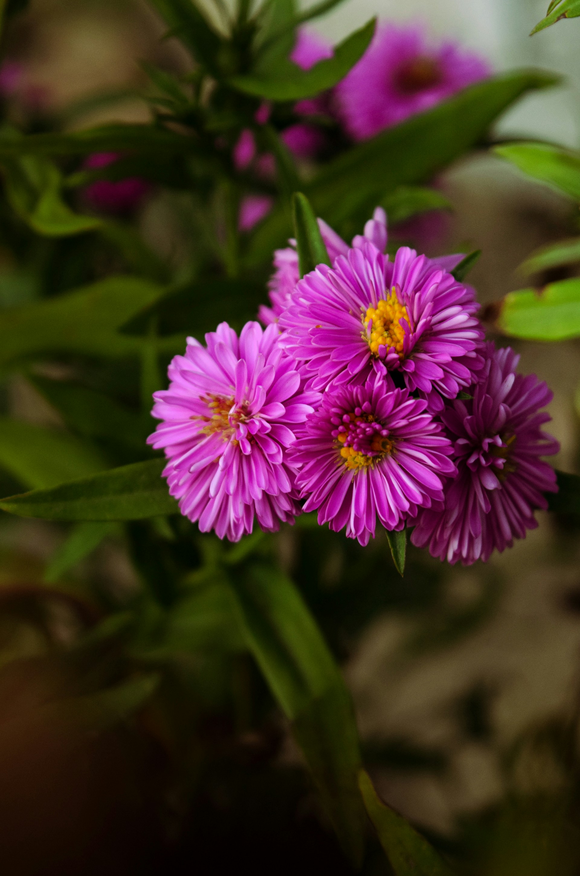 A close up of a purple flower with green leaves