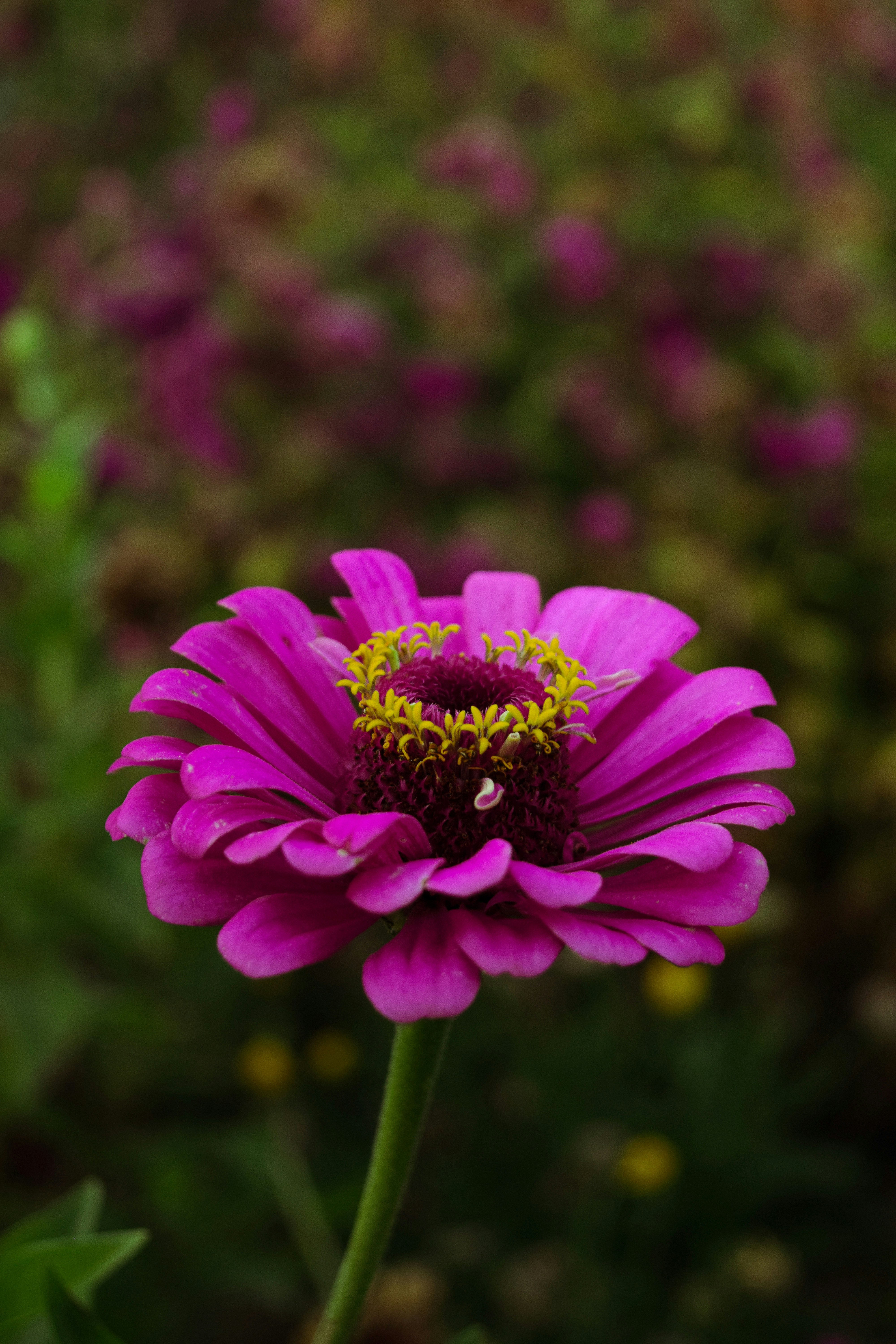 Photo by diianamfernandes