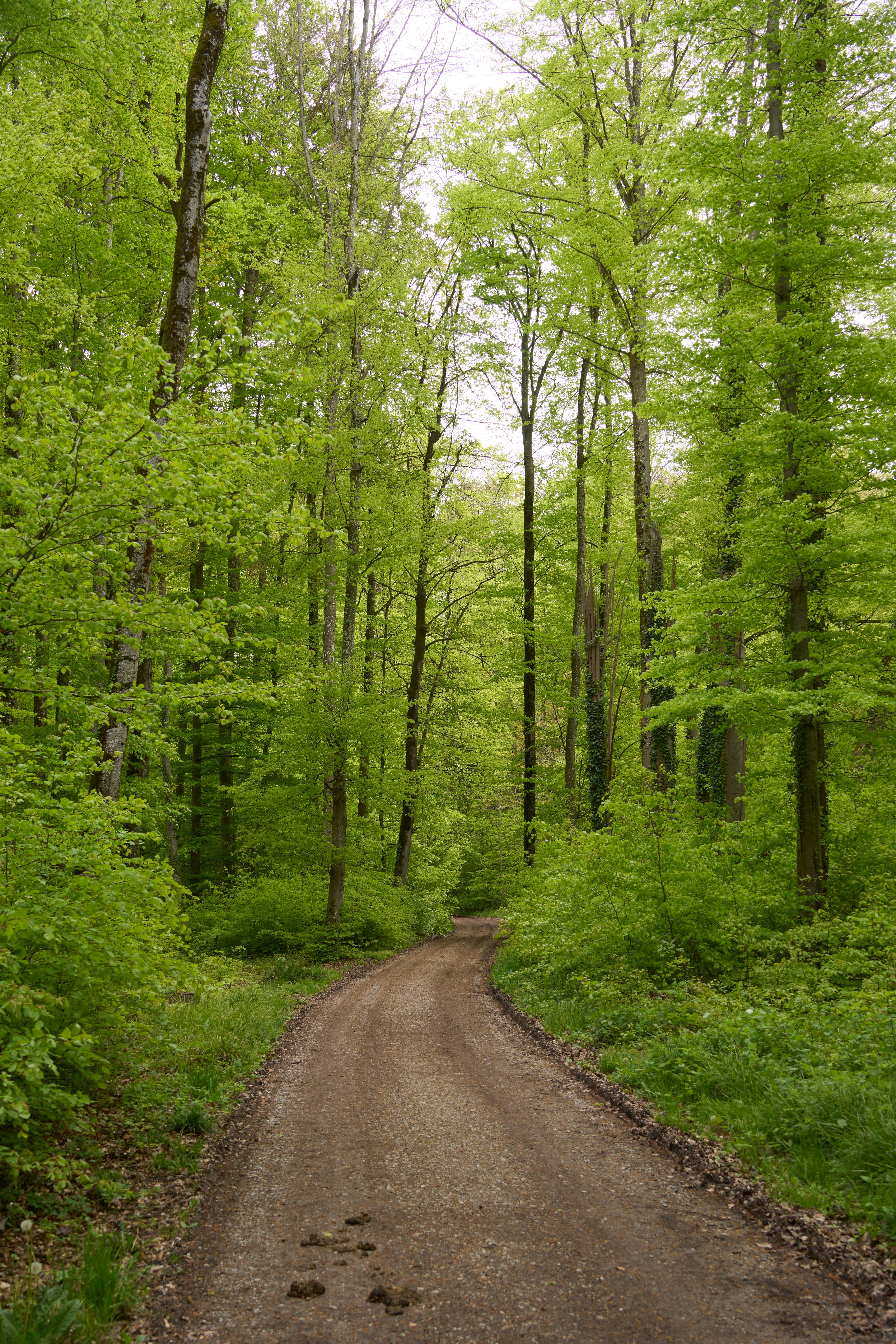 Photo by wolfgang_hasselmann