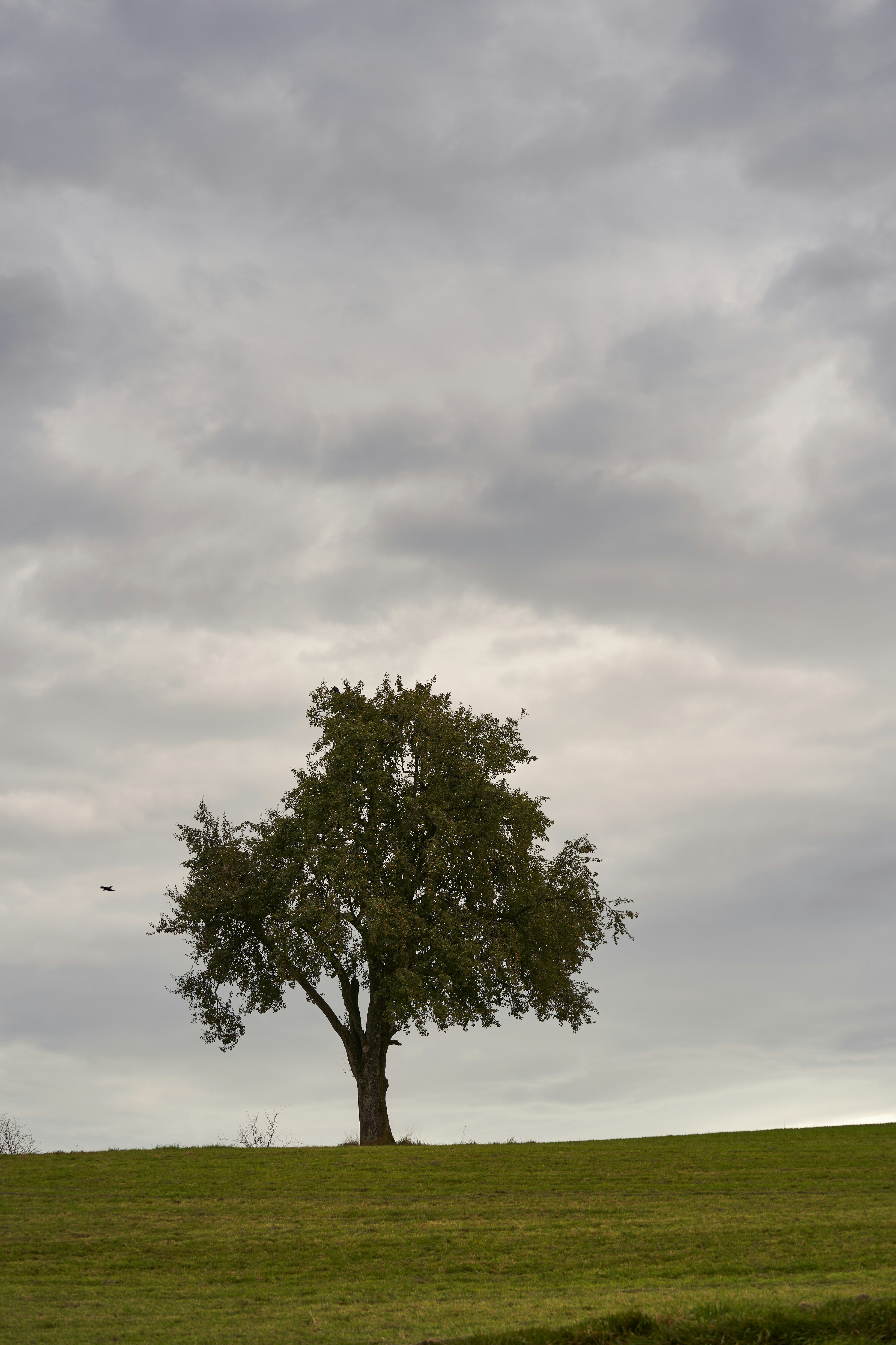 Photo by wolfgang_hasselmann