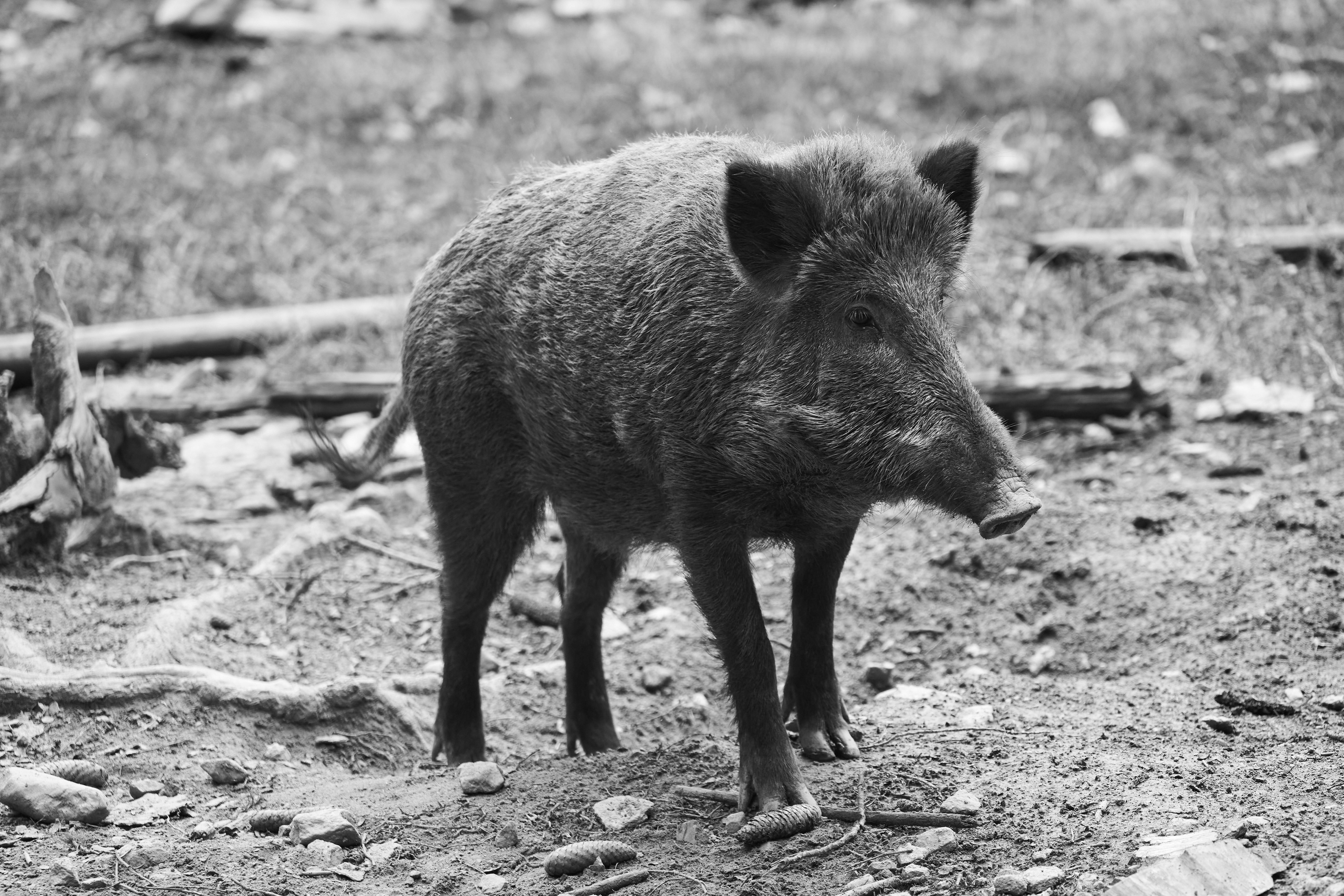 Photo by wolfgang_hasselmann