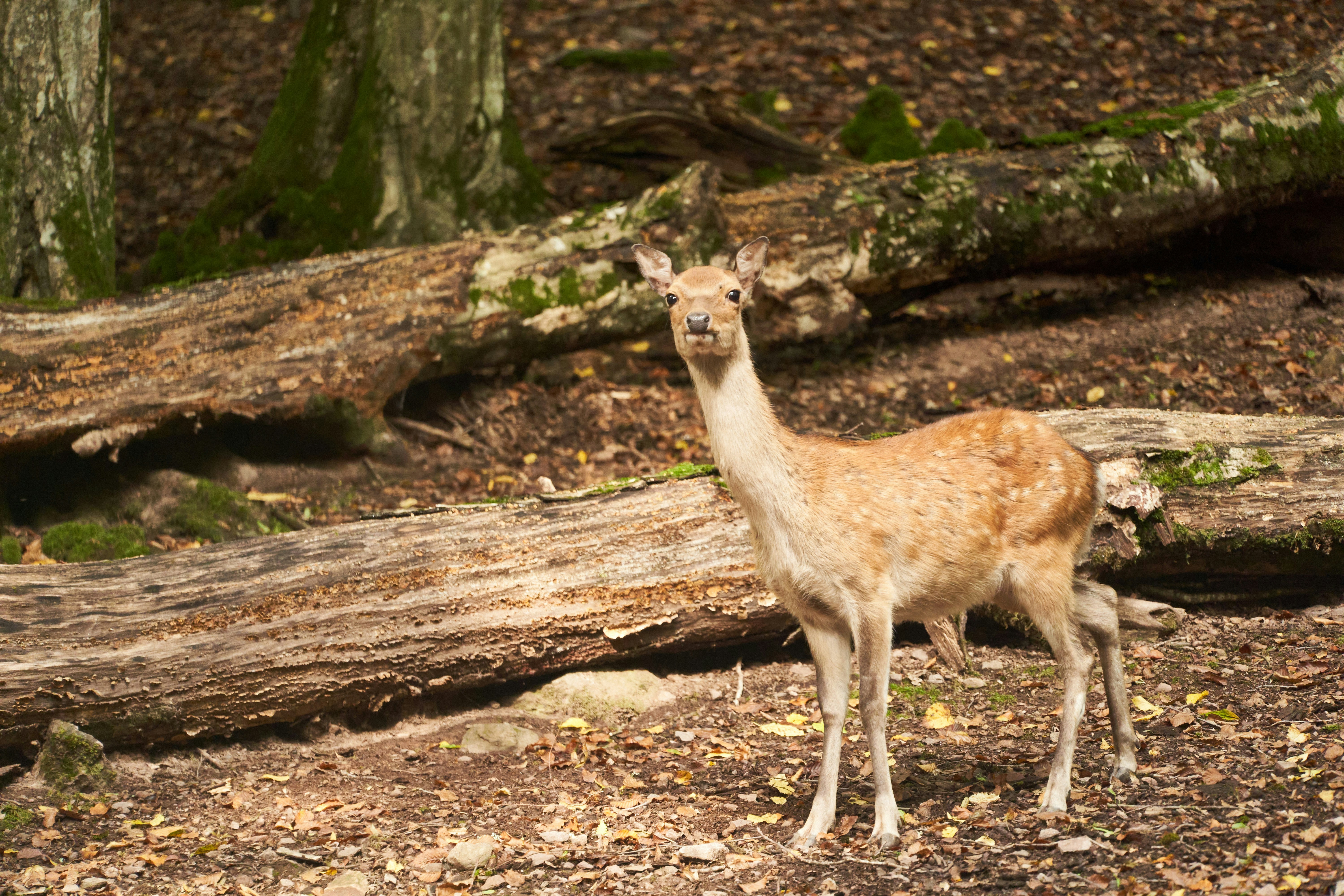 Photo by wolfgang_hasselmann