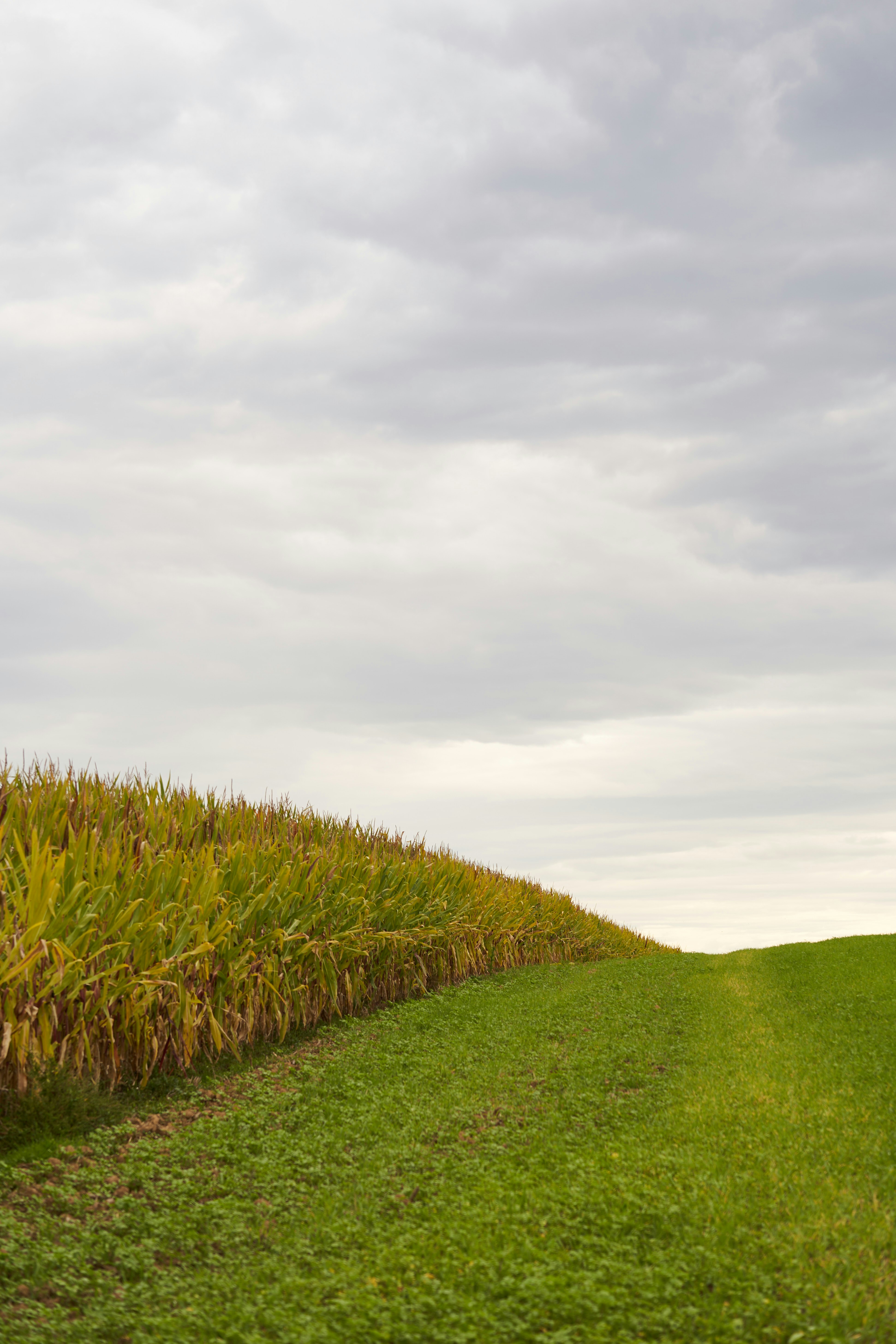 Photo by wolfgang_hasselmann