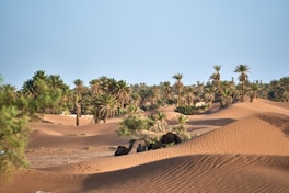 A desert with palm trees in the background