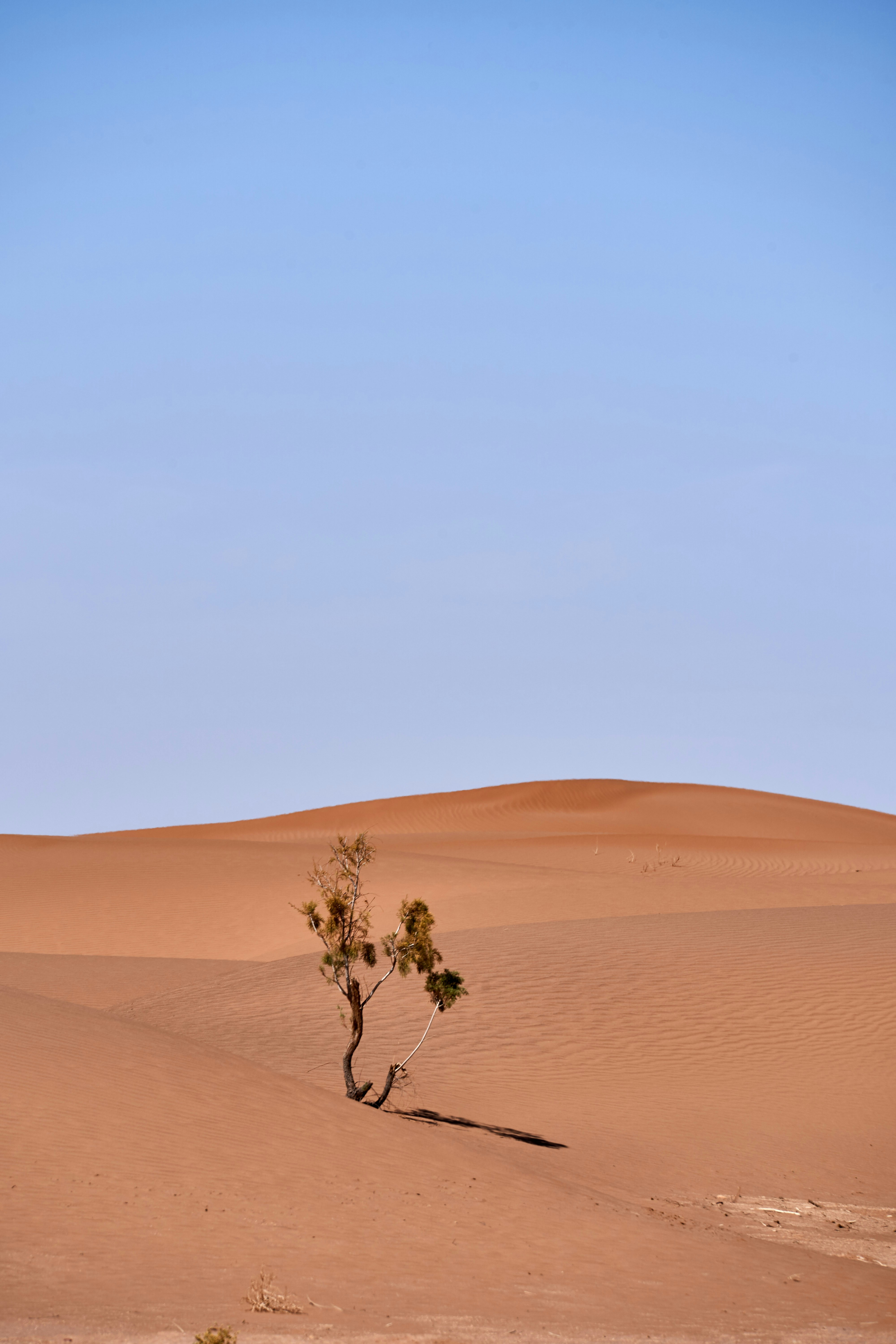 A lone tree in the middle of a desert