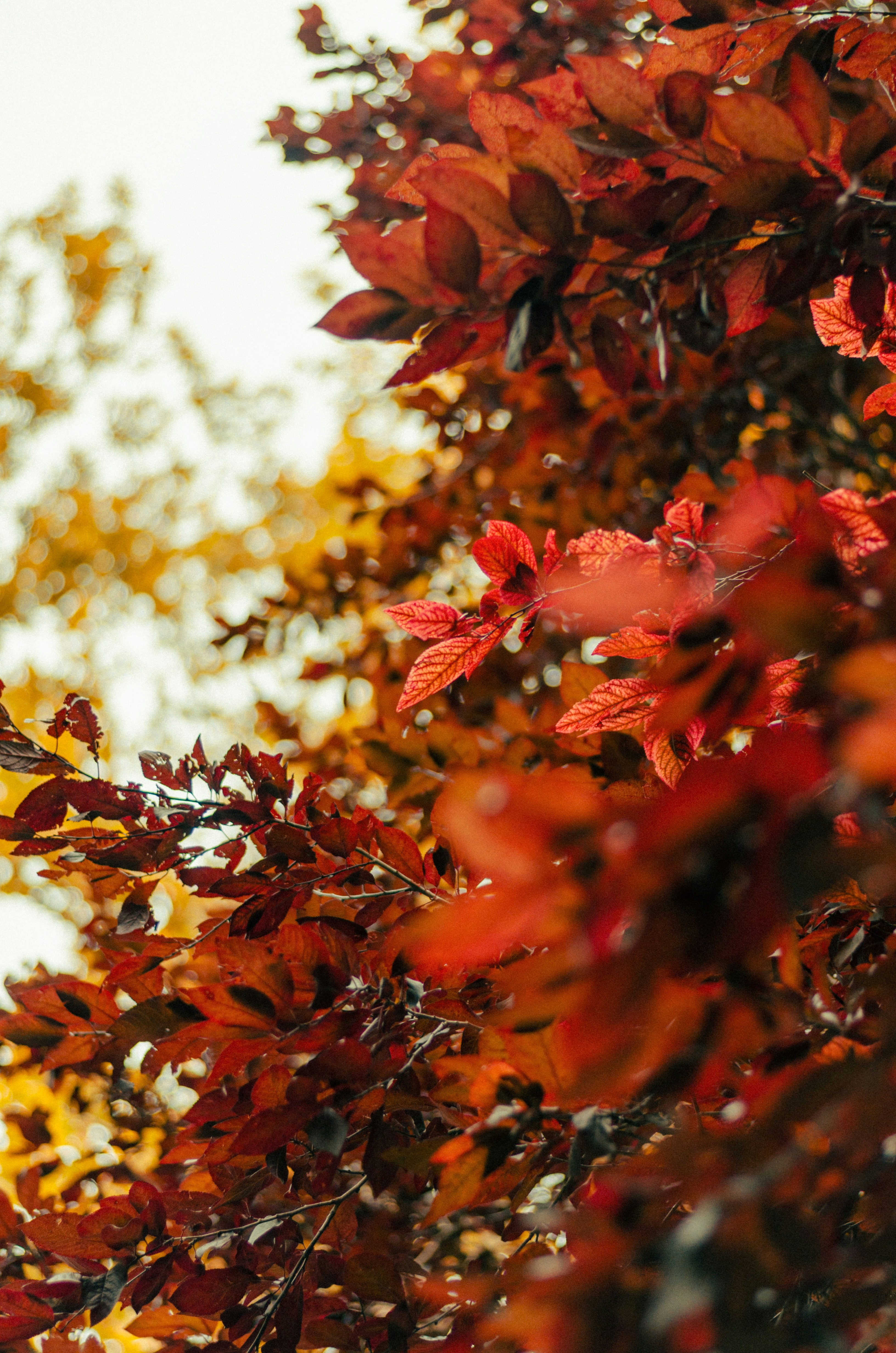 A tree with red and yellow leaves on it