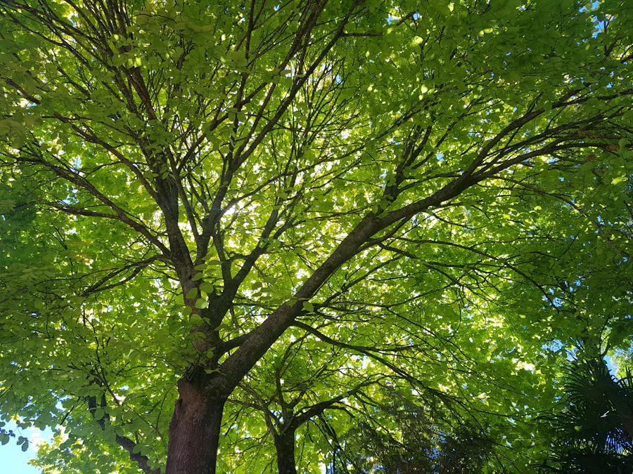 Sunlight filtering through the green canopy of a healthy mature shade tree