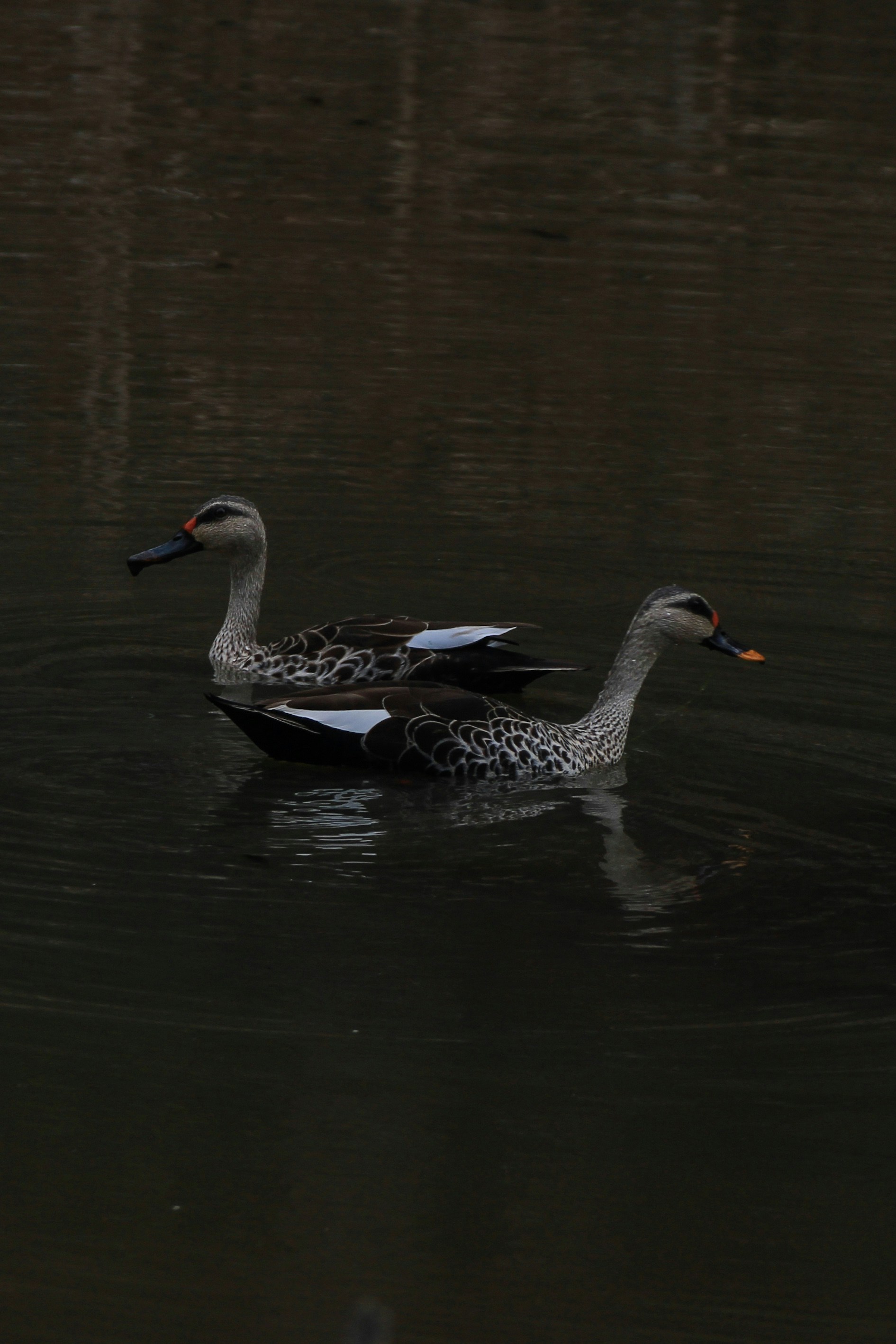 Photo by nandan_upadhya