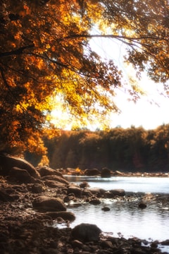 A body of water surrounded by rocks and trees