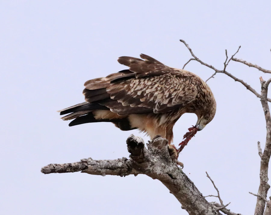 A large eagle perched at the top of a tree
