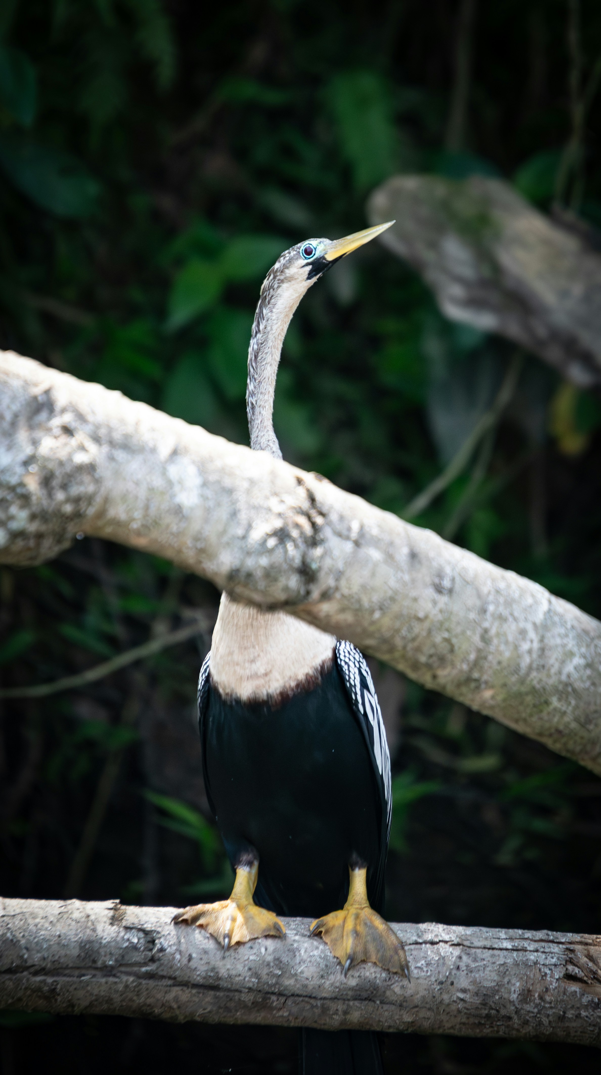 Observación de Aves