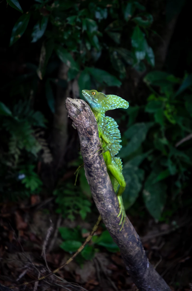 Green Basilisk Lizard (Basiliscus basiliscus)